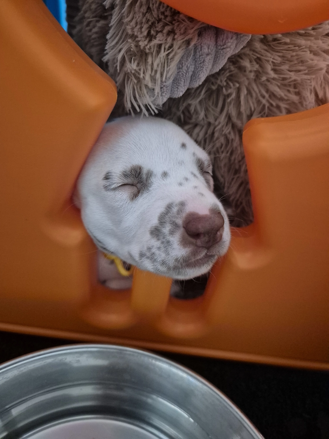 Dalmatiner - Zuchtstätte - Tierärztlicher Bericht über eine Ultraschalluntersuchung einer trächtigen Hündin namens Merle