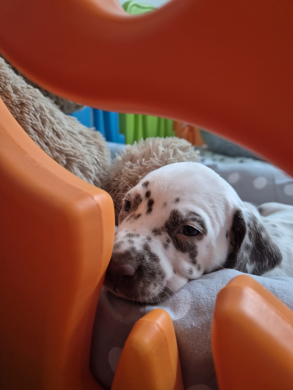 Dalmatiner - Zuchtstätte - Tierärztlicher Bericht über eine Ultraschalluntersuchung einer trächtigen Hündin namens Merle