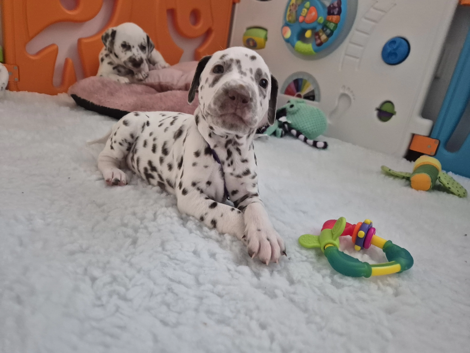 Dalmatiner - Zuchtstätte - Tierärztlicher Bericht über eine Ultraschalluntersuchung einer trächtigen Hündin namens Merle