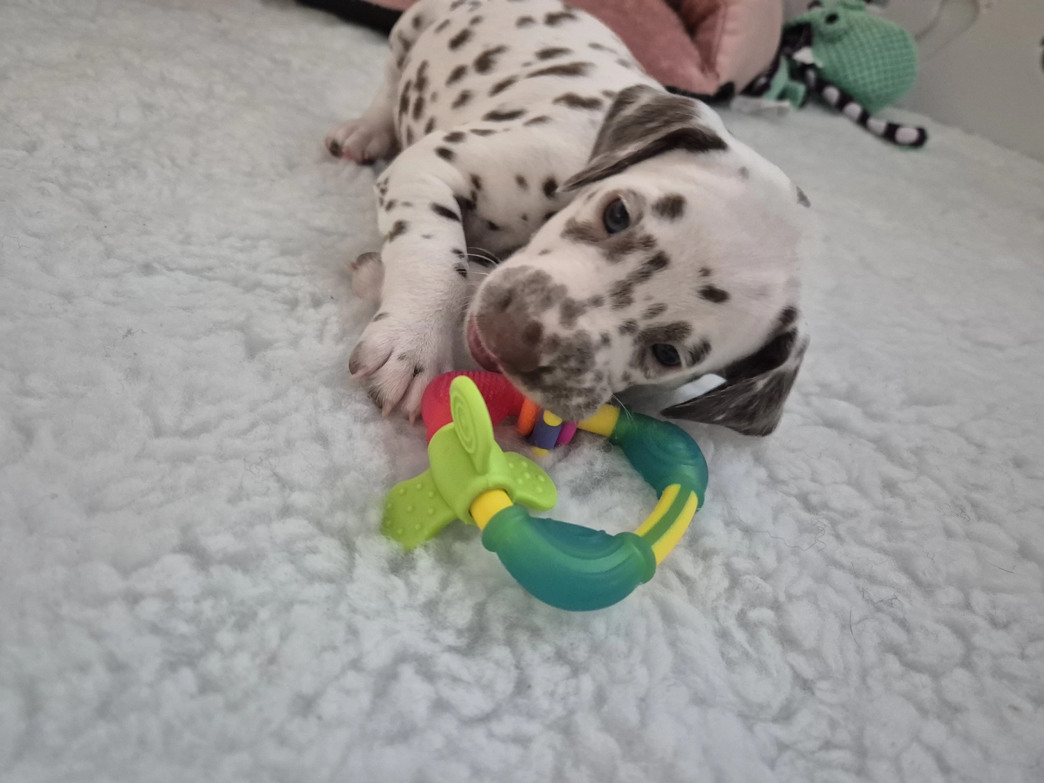 Dalmatiner - Zuchtstätte - Tierärztlicher Bericht über eine Ultraschalluntersuchung einer trächtigen Hündin namens Merle