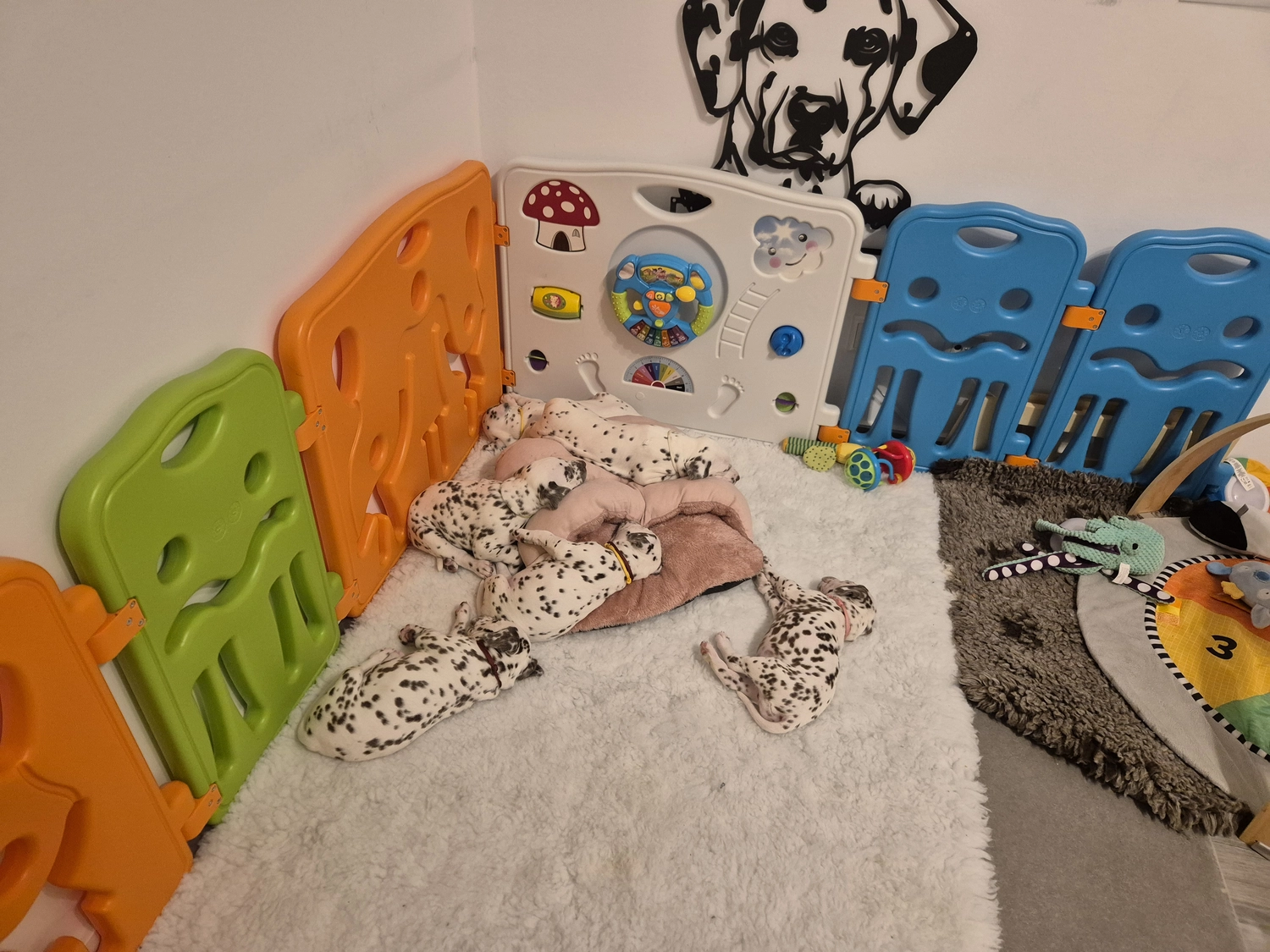 Dalmatiner - Zuchtstätte - Tierärztlicher Bericht über eine Ultraschalluntersuchung einer trächtigen Hündin namens Merle