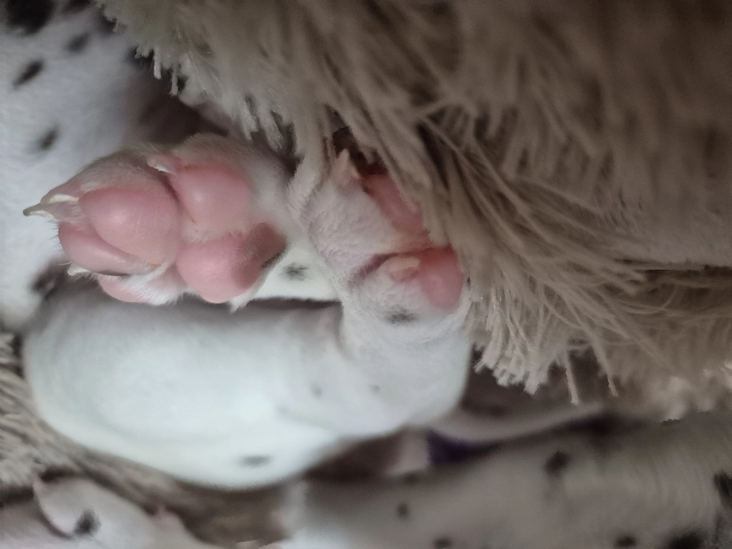 Dalmatiner - Zuchtstätte - Tierärztlicher Bericht über eine Ultraschalluntersuchung einer trächtigen Hündin namens Merle