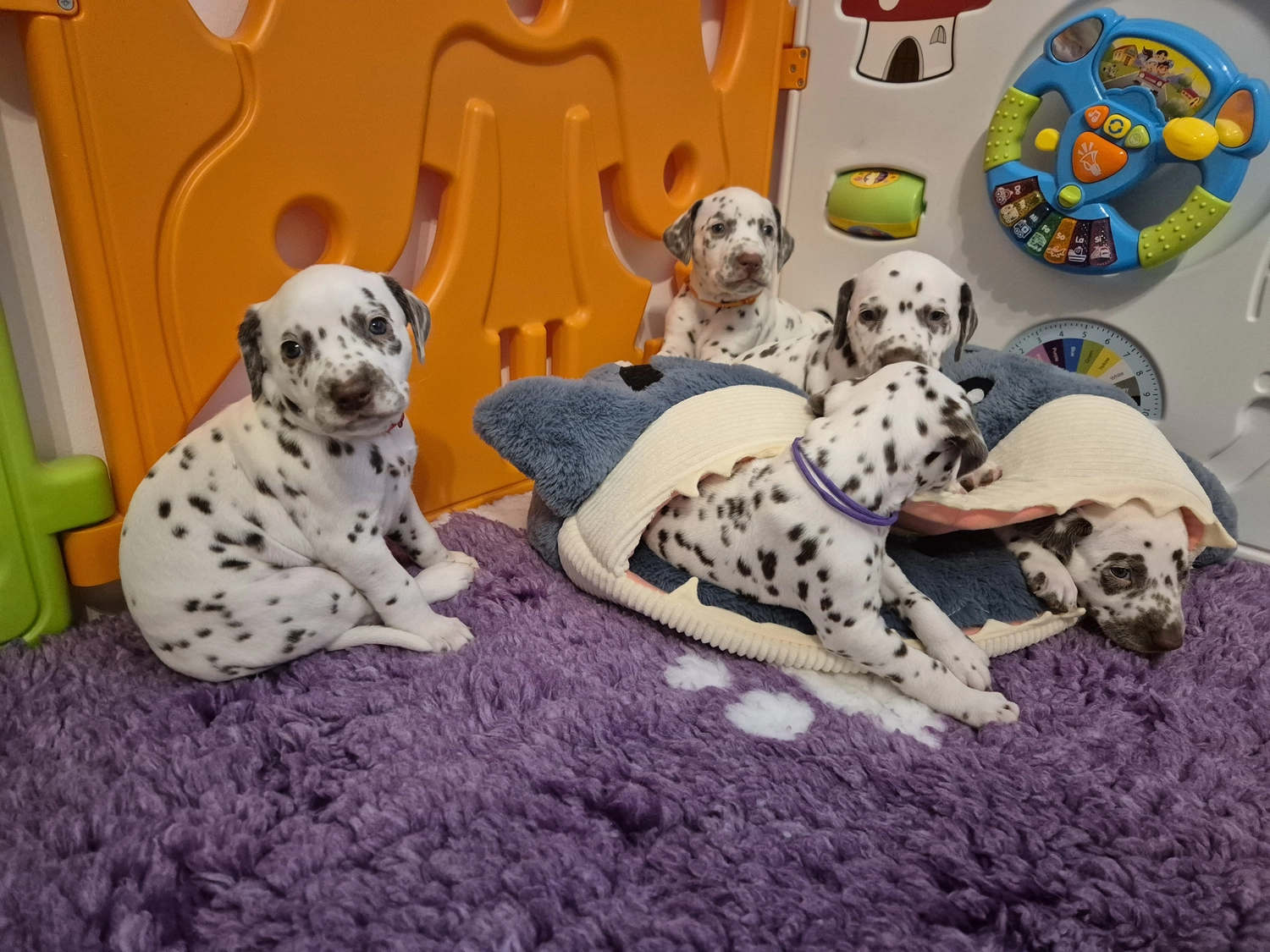 Dalmatiner - Zuchtstätte - Tierärztlicher Bericht über eine Ultraschalluntersuchung einer trächtigen Hündin namens Merle