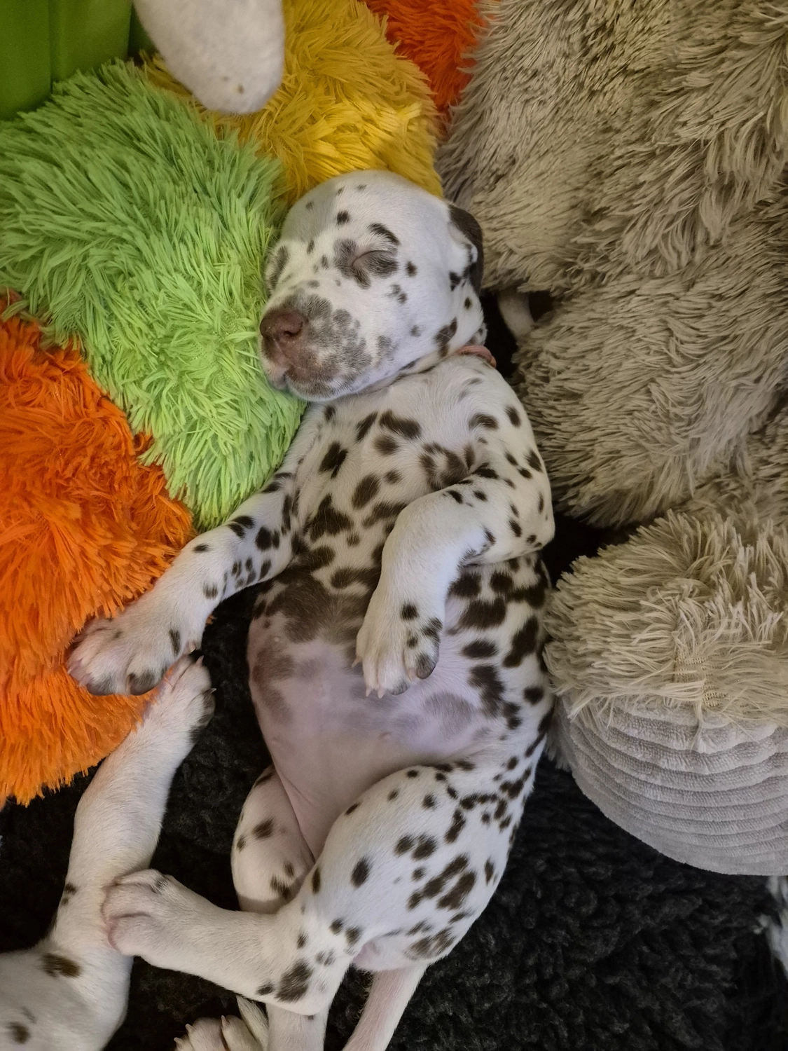 Dalmatiner - Zuchtstätte - Tierärztlicher Bericht über eine Ultraschalluntersuchung einer trächtigen Hündin namens Merle