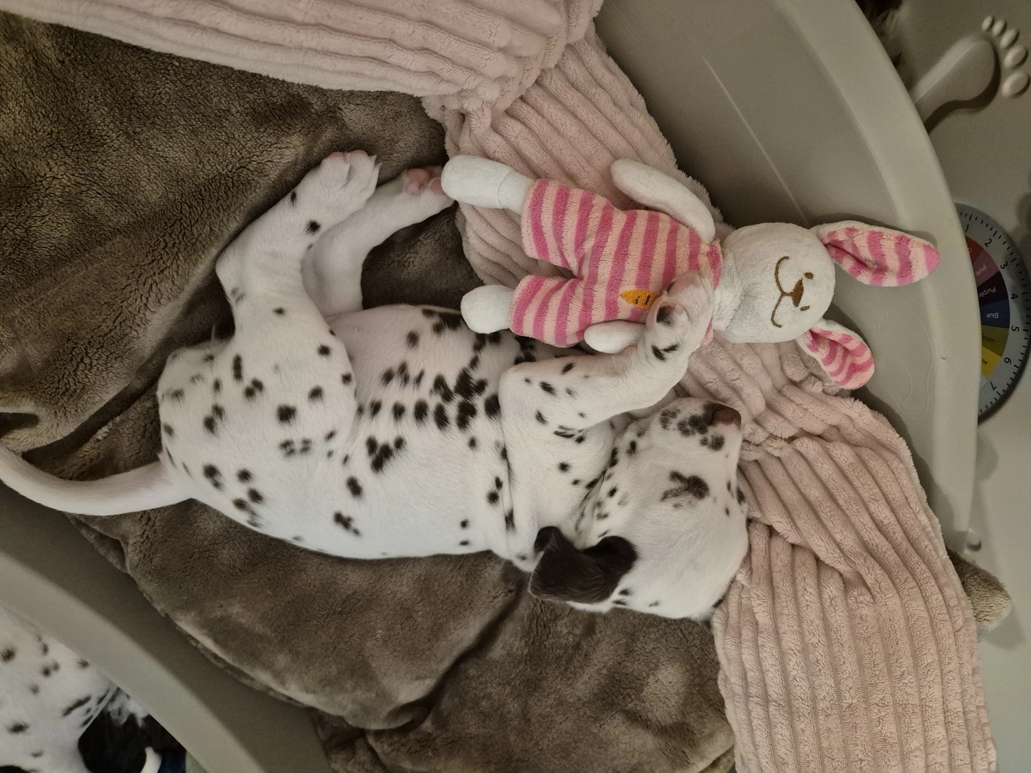 Dalmatiner - Zuchtstätte - Tierärztlicher Bericht über eine Ultraschalluntersuchung einer trächtigen Hündin namens Merle