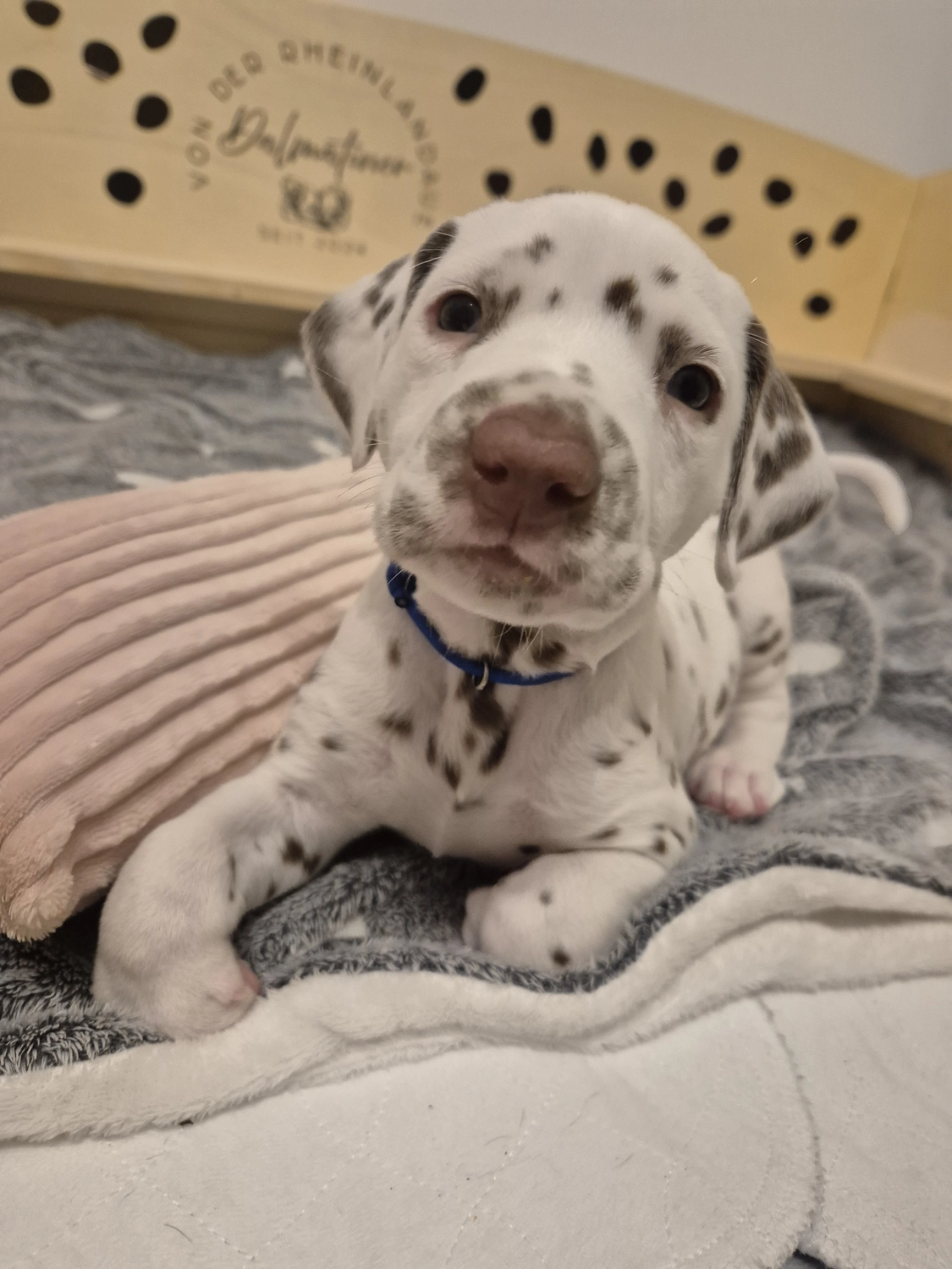 Dalmatiner - Zuchtstätte - Tierärztlicher Bericht über eine Ultraschalluntersuchung einer trächtigen Hündin namens Merle