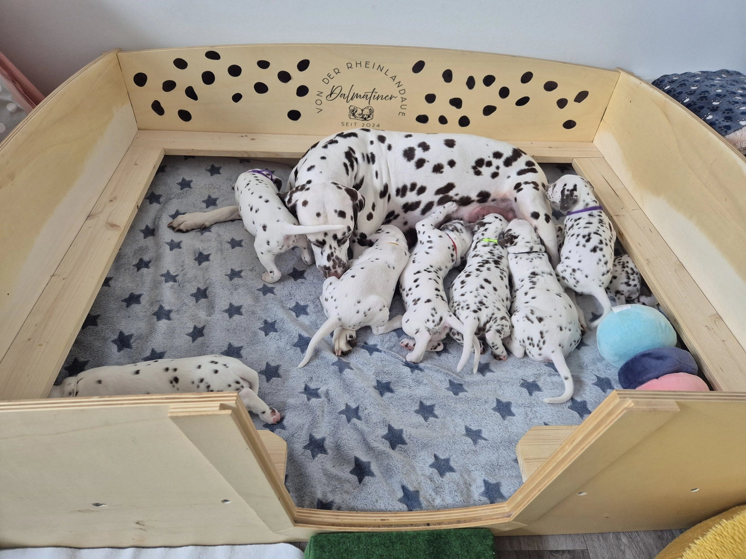 Dalmatiner - Zuchtstätte - Tierärztlicher Bericht über eine Ultraschalluntersuchung einer trächtigen Hündin namens Merle