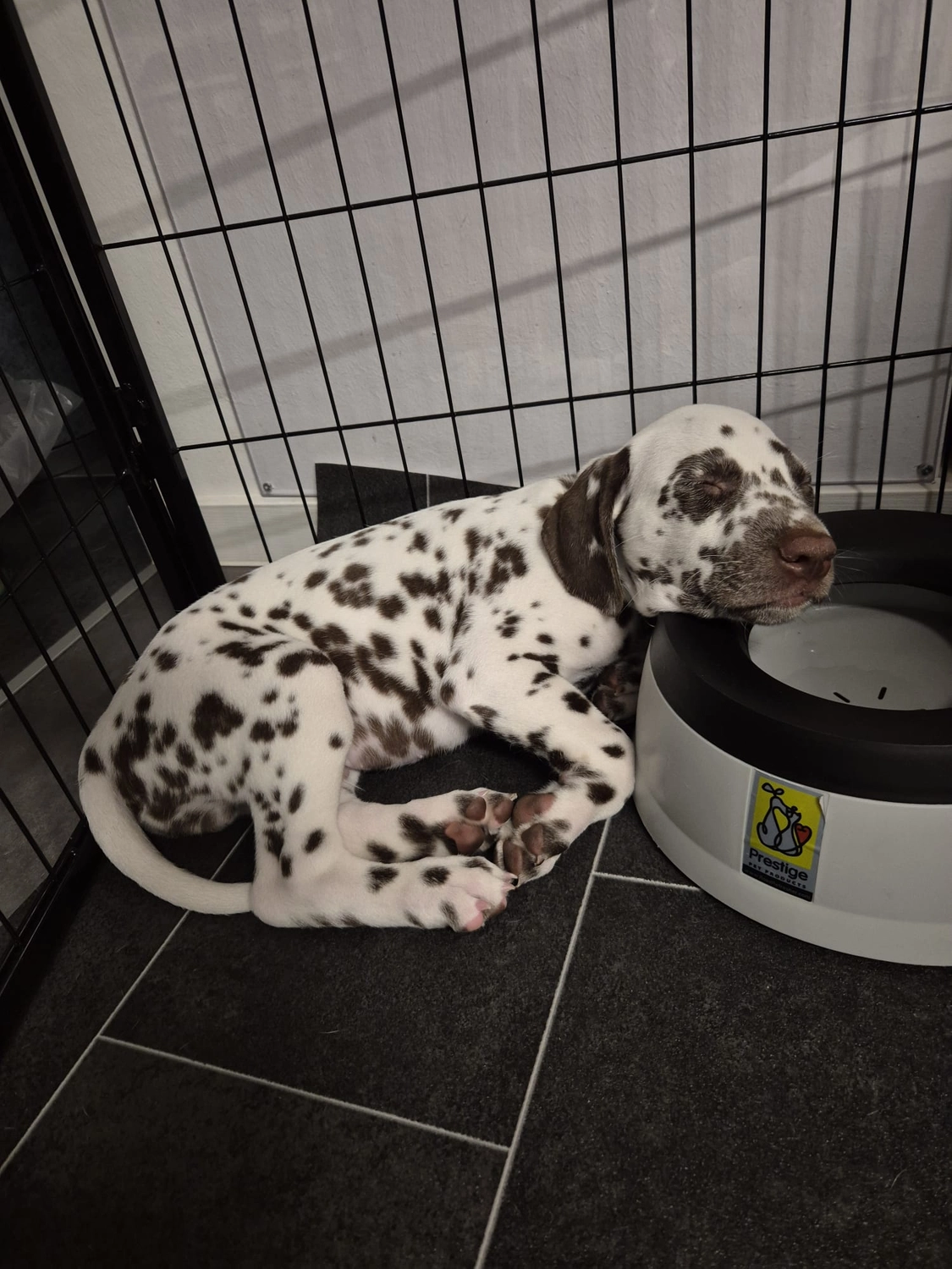 Dalmatiner - Zuchtstätte - Tierärztlicher Bericht über eine Ultraschalluntersuchung einer trächtigen Hündin namens Merle