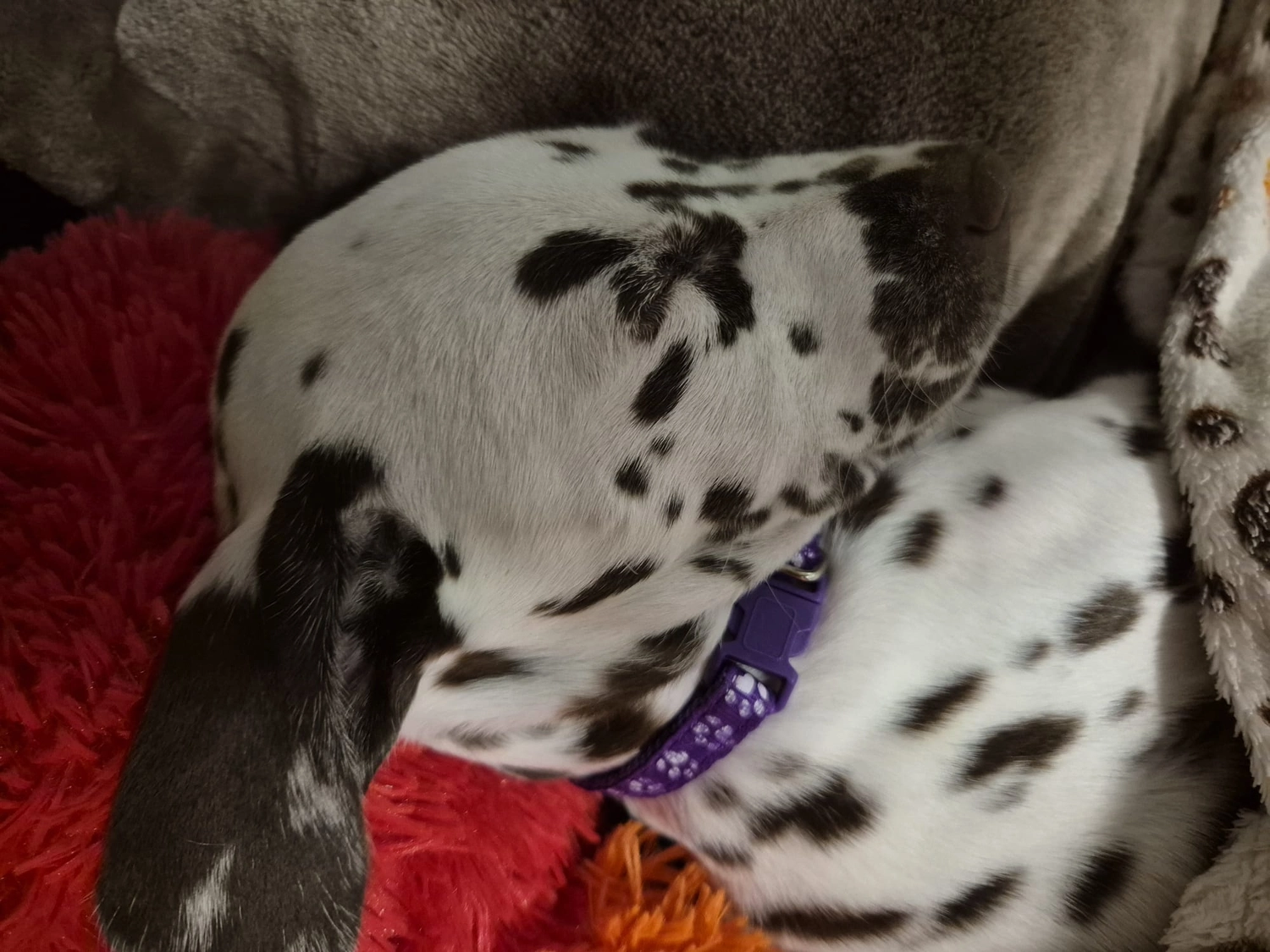 Dalmatiner - Zuchtstätte - Tierärztlicher Bericht über eine Ultraschalluntersuchung einer trächtigen Hündin namens Merle