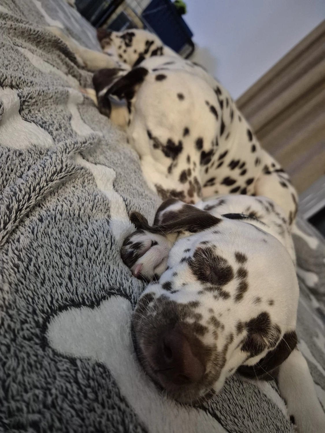 Dalmatiner - Zuchtstätte - Tierärztlicher Bericht über eine Ultraschalluntersuchung einer trächtigen Hündin namens Merle