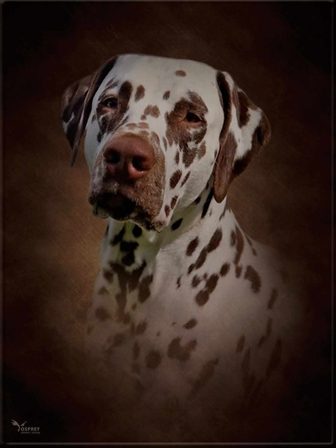 Dalmatinerzucht – Hunde