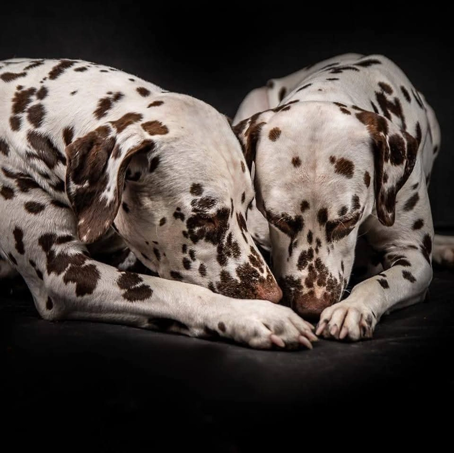 Dalmatinerzucht – Hunde