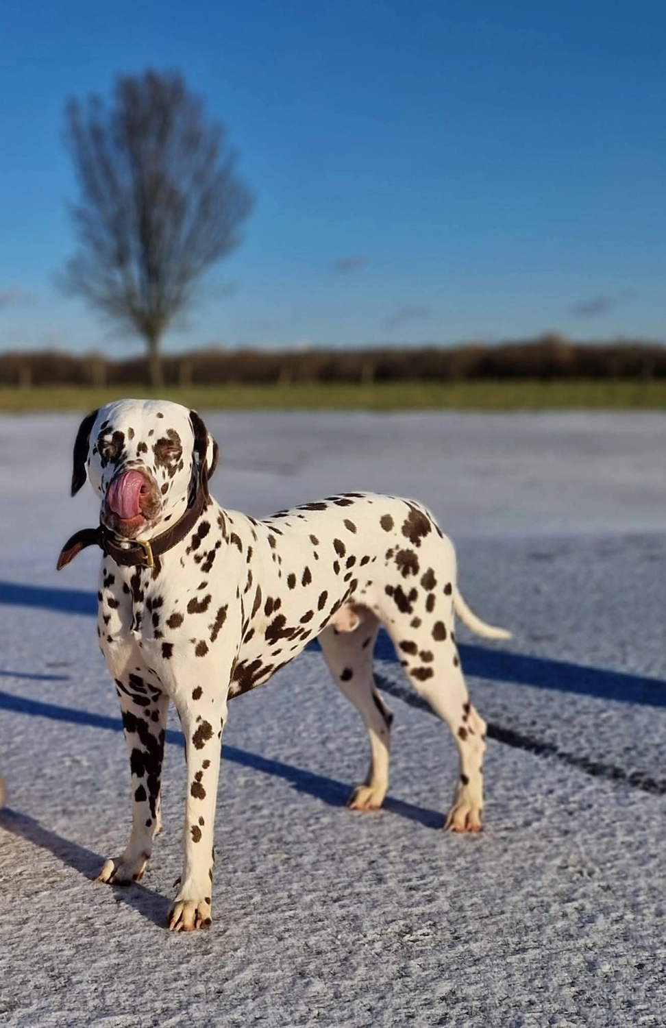 Dalmatinerzucht – Hunde