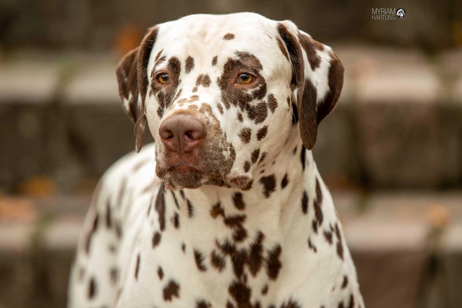 Dalmatinerzucht – Hunde