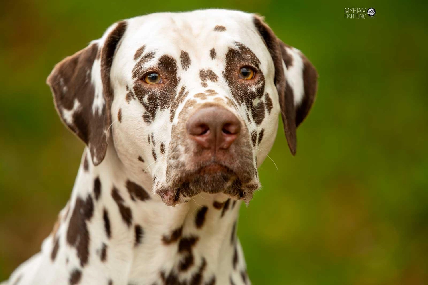 Dalmatinerzucht – Hunde