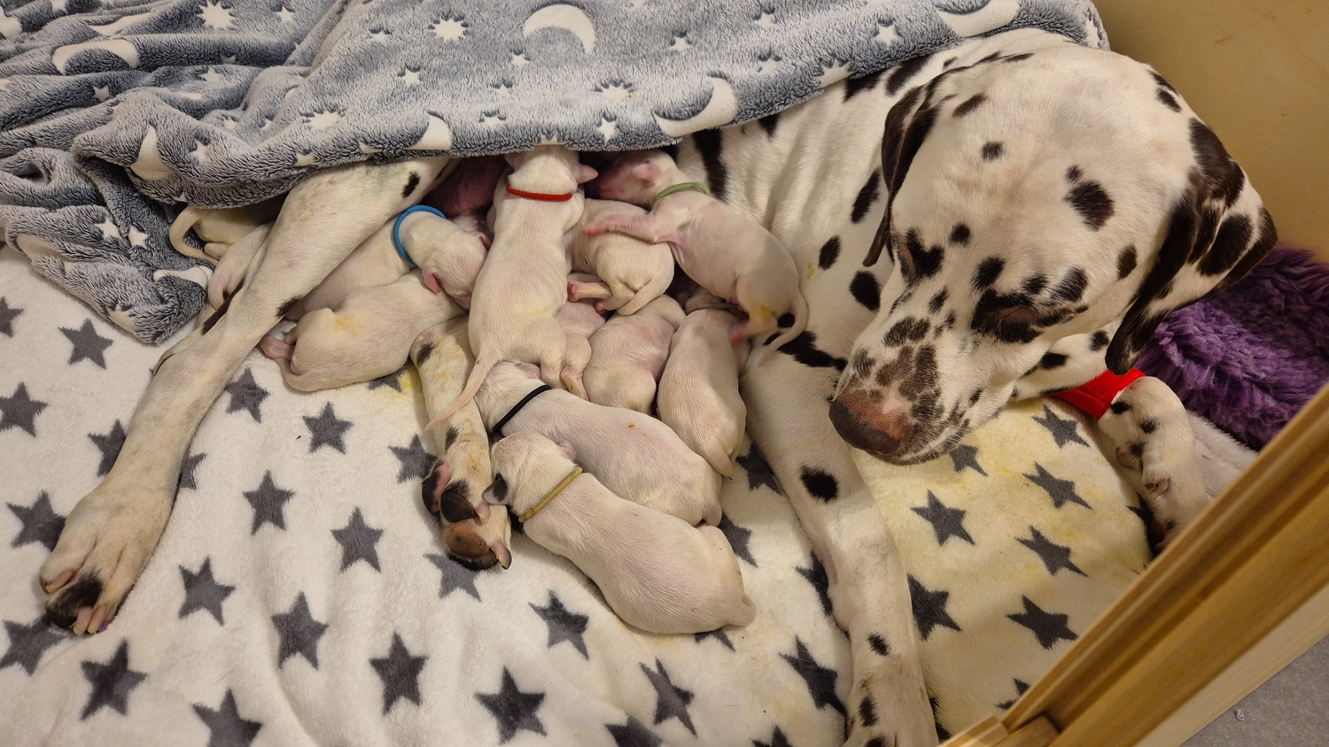 Dalmatiner - Zuchtstätte - Tierärztlicher Bericht über eine Ultraschalluntersuchung einer trächtigen Hündin namens Merle