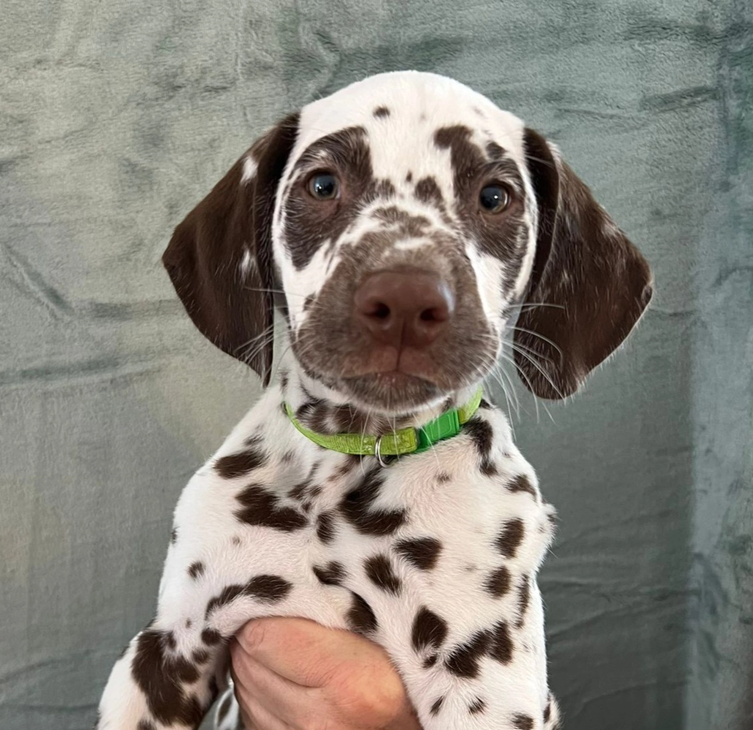 Dalmatiner - Zuchtstätte - Tierärztlicher Bericht über eine Ultraschalluntersuchung einer trächtigen Hündin namens Merle