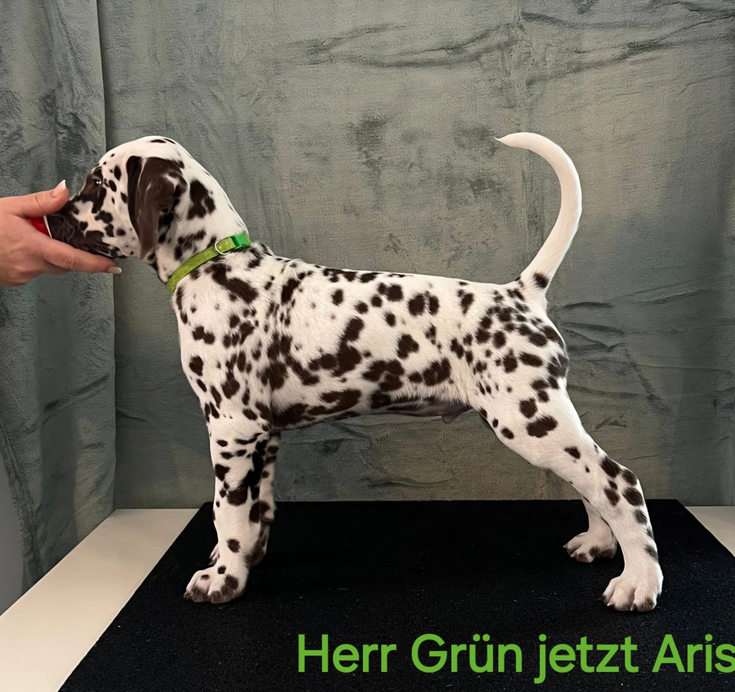 Dalmatiner - Zuchtstätte - Tierärztlicher Bericht über eine Ultraschalluntersuchung einer trächtigen Hündin namens Merle