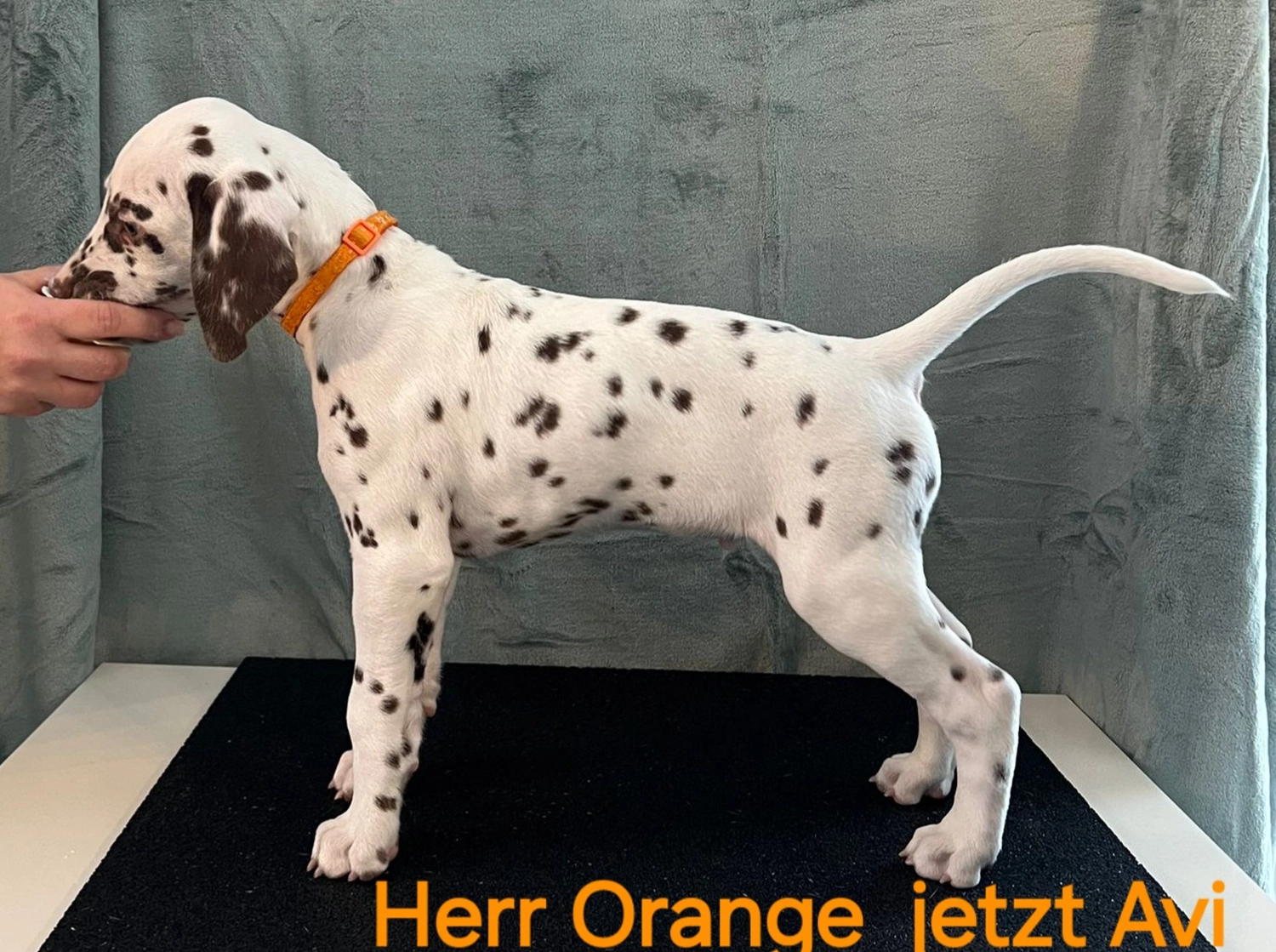 Dalmatiner - Zuchtstätte - Tierärztlicher Bericht über eine Ultraschalluntersuchung einer trächtigen Hündin namens Merle