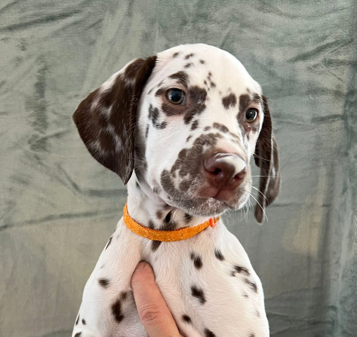 Dalmatiner - Zuchtstätte - Tierärztlicher Bericht über eine Ultraschalluntersuchung einer trächtigen Hündin namens Merle