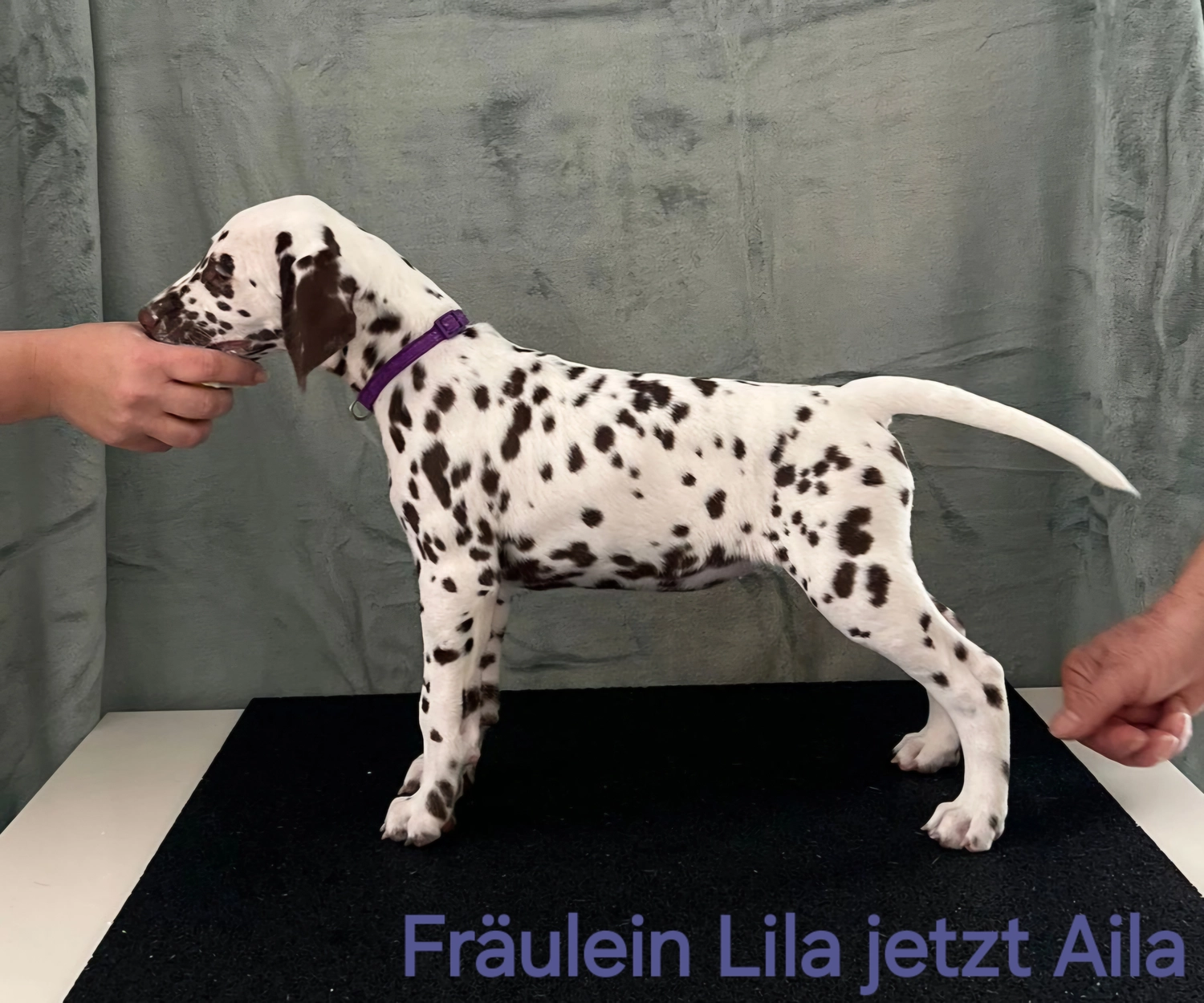 Dalmatiner - Zuchtstätte - Tierärztlicher Bericht über eine Ultraschalluntersuchung einer trächtigen Hündin namens Merle