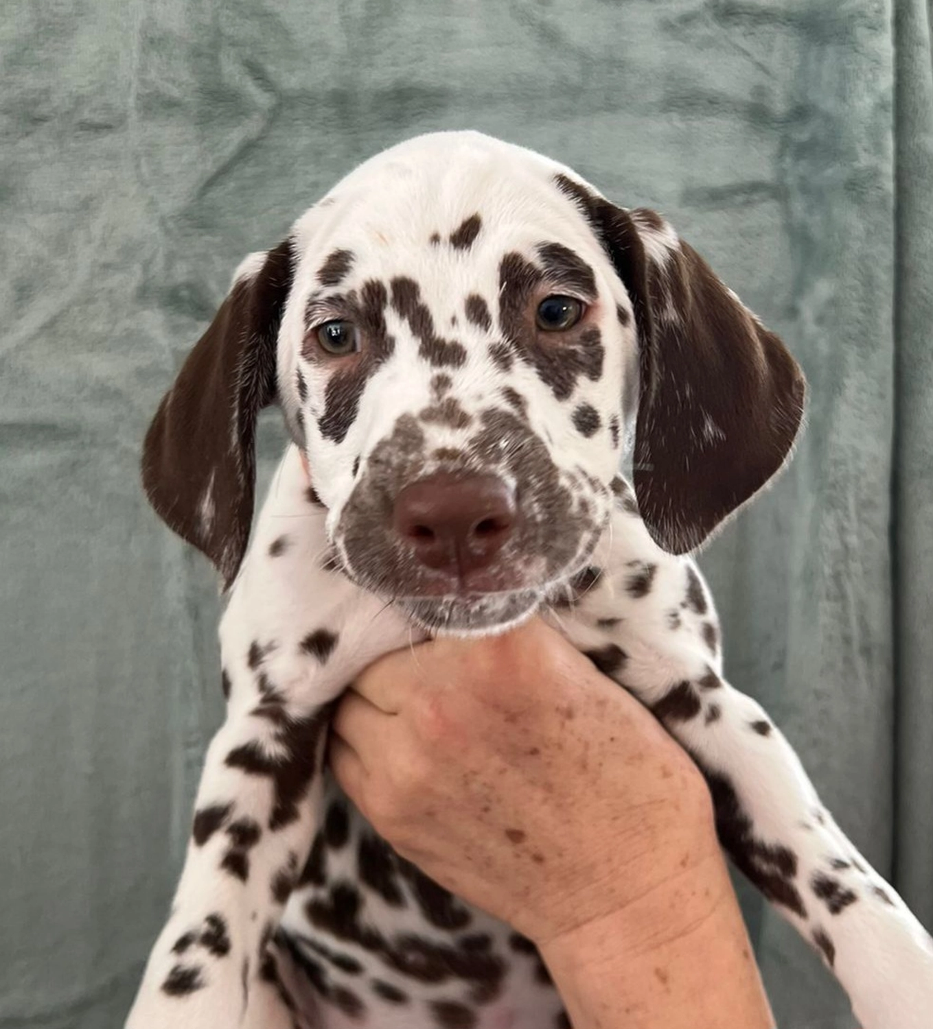 Dalmatiner - Zuchtstätte - Tierärztlicher Bericht über eine Ultraschalluntersuchung einer trächtigen Hündin namens Merle