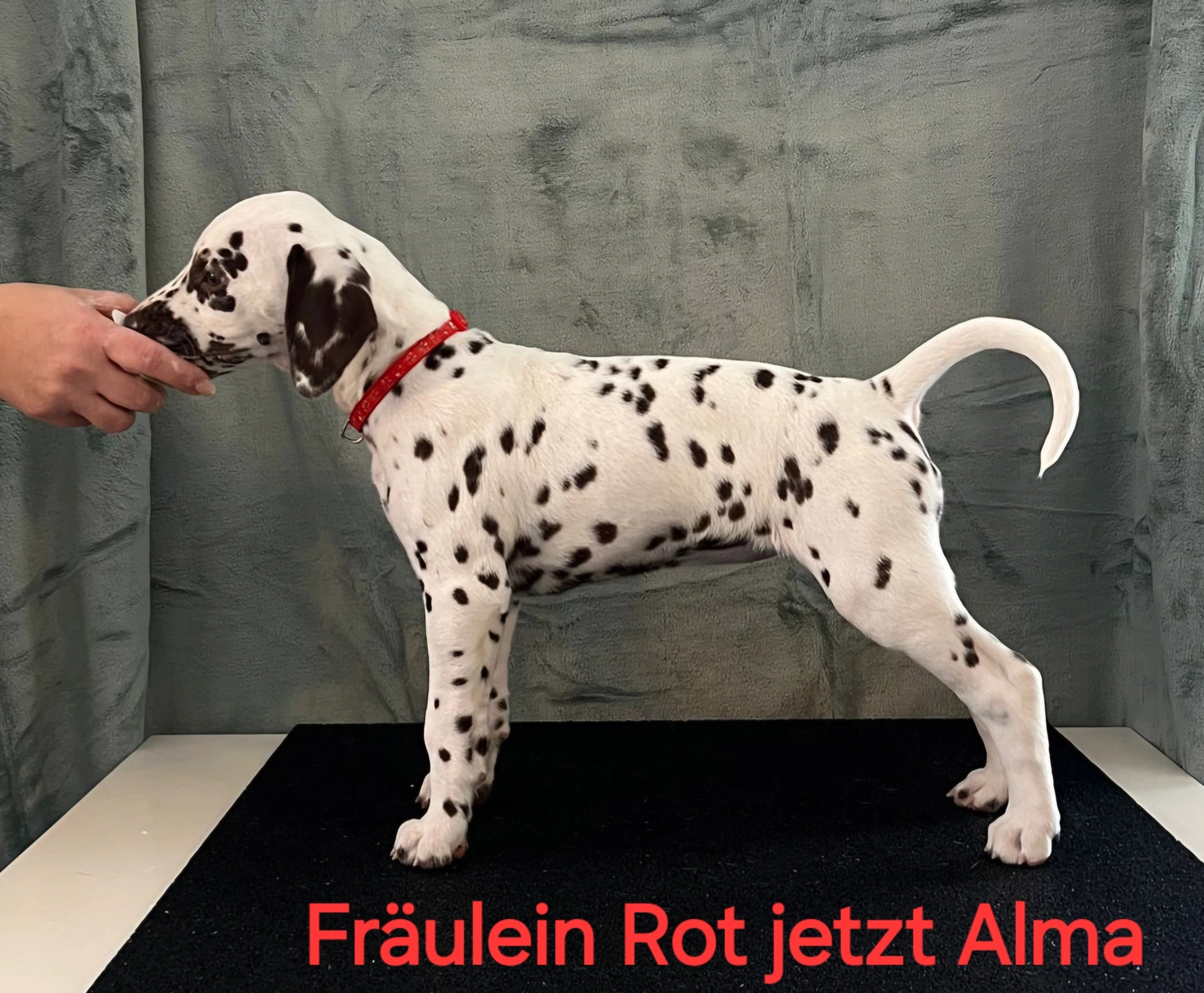 Dalmatiner - Zuchtstätte - Tierärztlicher Bericht über eine Ultraschalluntersuchung einer trächtigen Hündin namens Merle