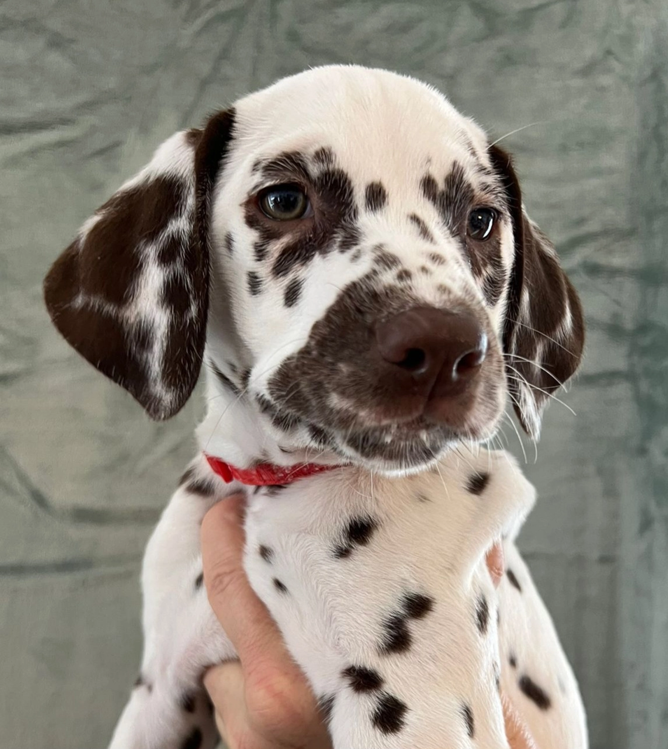 Dalmatiner - Zuchtstätte - Tierärztlicher Bericht über eine Ultraschalluntersuchung einer trächtigen Hündin namens Merle