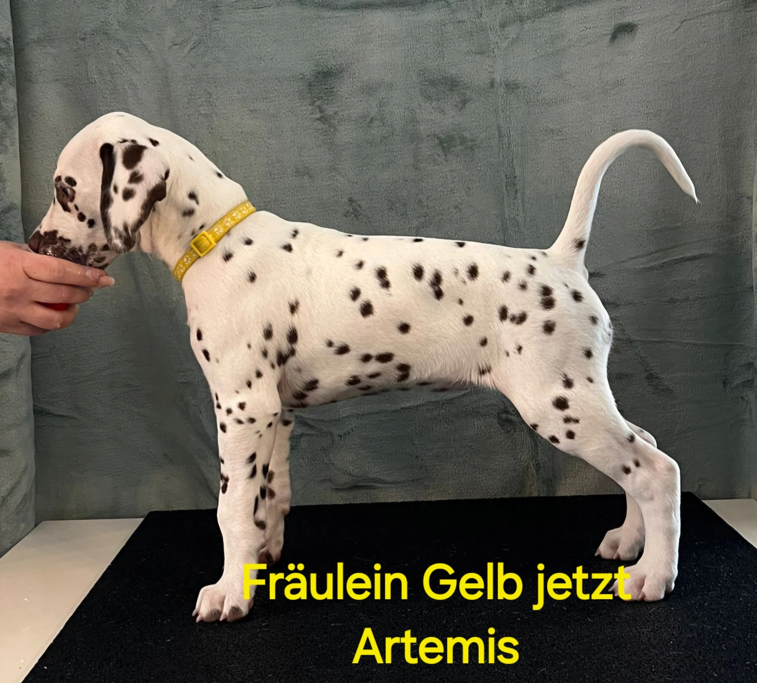 Dalmatiner - Zuchtstätte - Tierärztlicher Bericht über eine Ultraschalluntersuchung einer trächtigen Hündin namens Merle