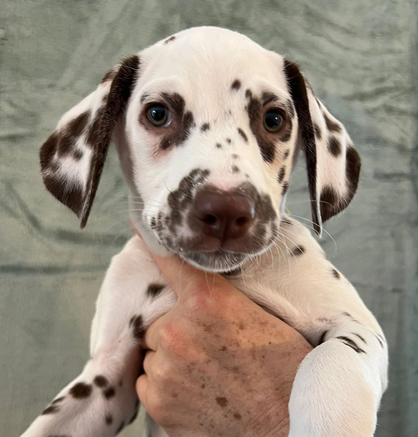 Dalmatiner - Zuchtstätte - Tierärztlicher Bericht über eine Ultraschalluntersuchung einer trächtigen Hündin namens Merle