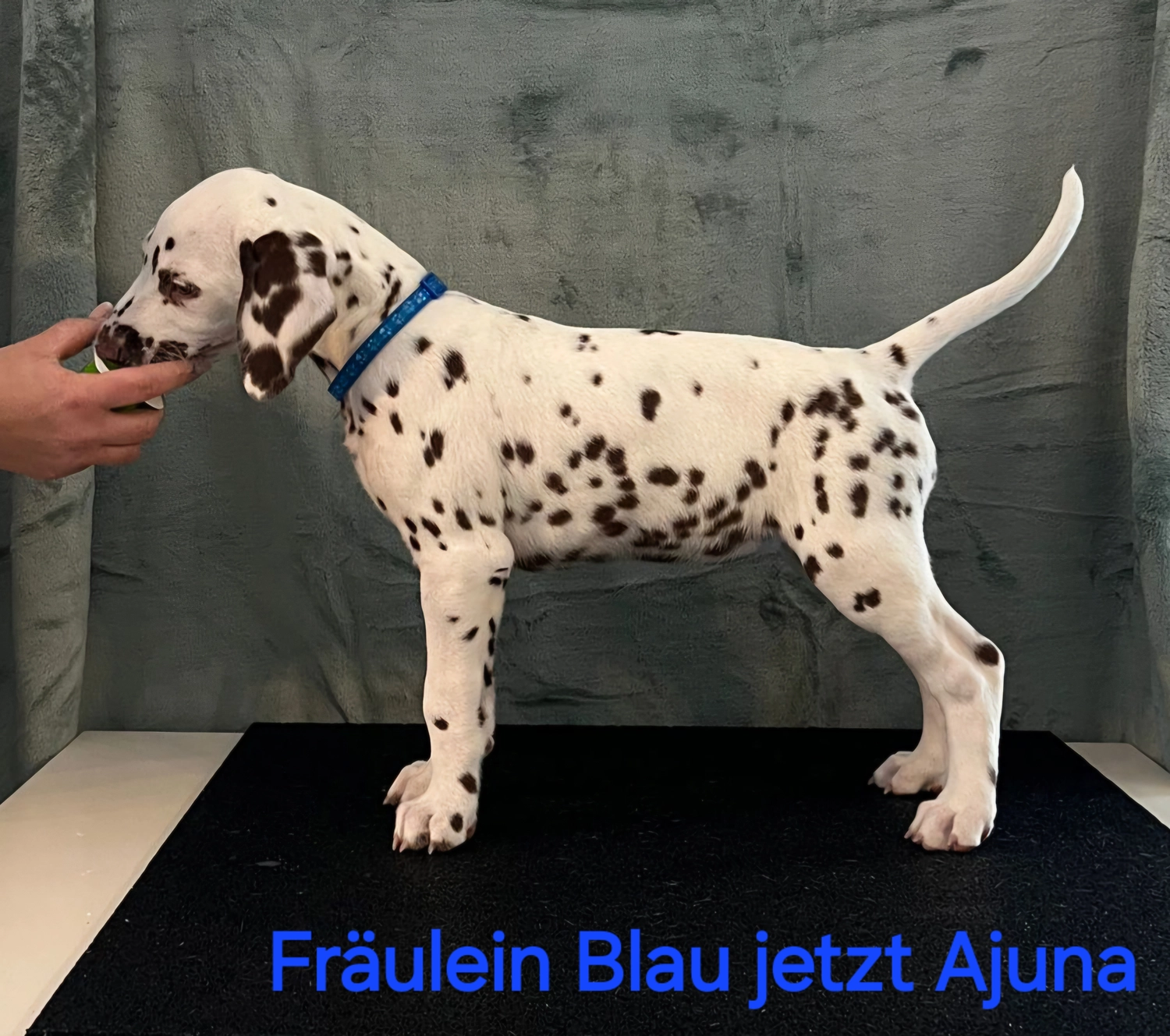 Dalmatiner - Zuchtstätte - Tierärztlicher Bericht über eine Ultraschalluntersuchung einer trächtigen Hündin namens Merle