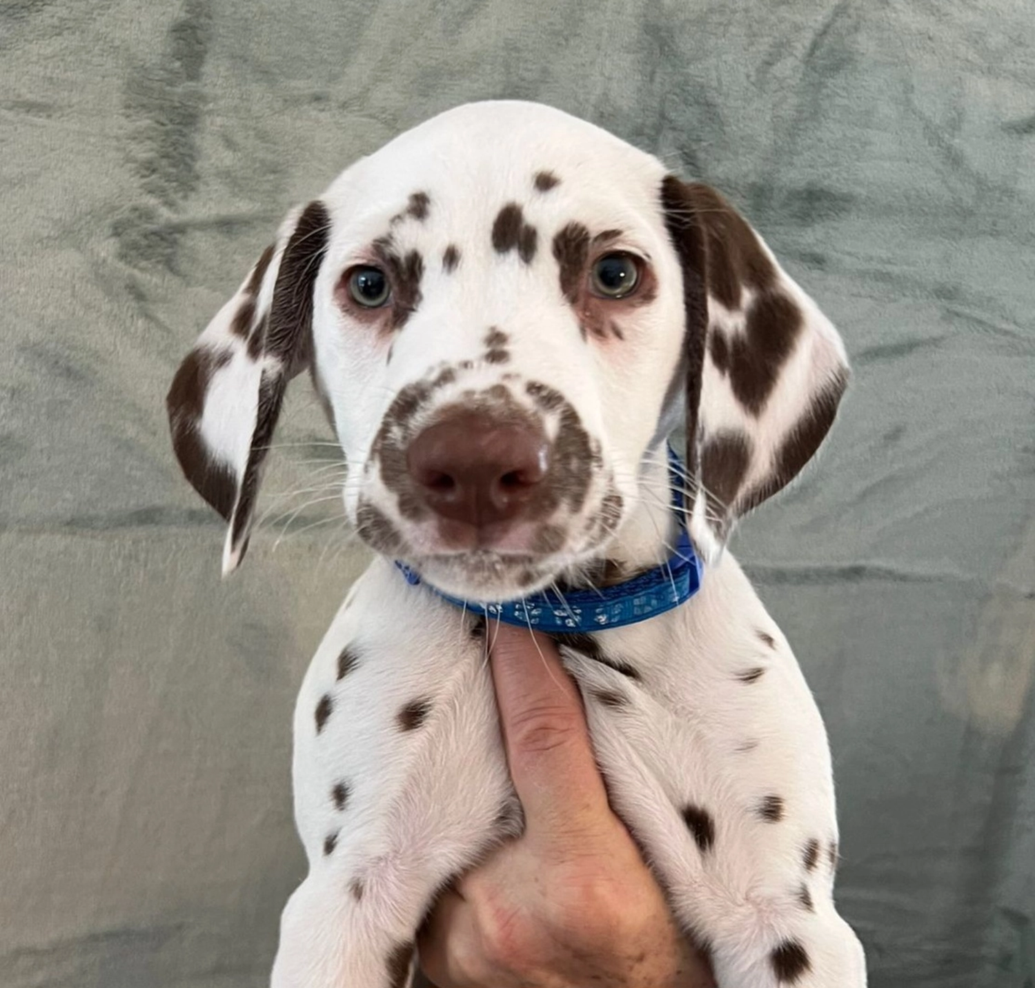 Dalmatiner - Zuchtstätte - Tierärztlicher Bericht über eine Ultraschalluntersuchung einer trächtigen Hündin namens Merle