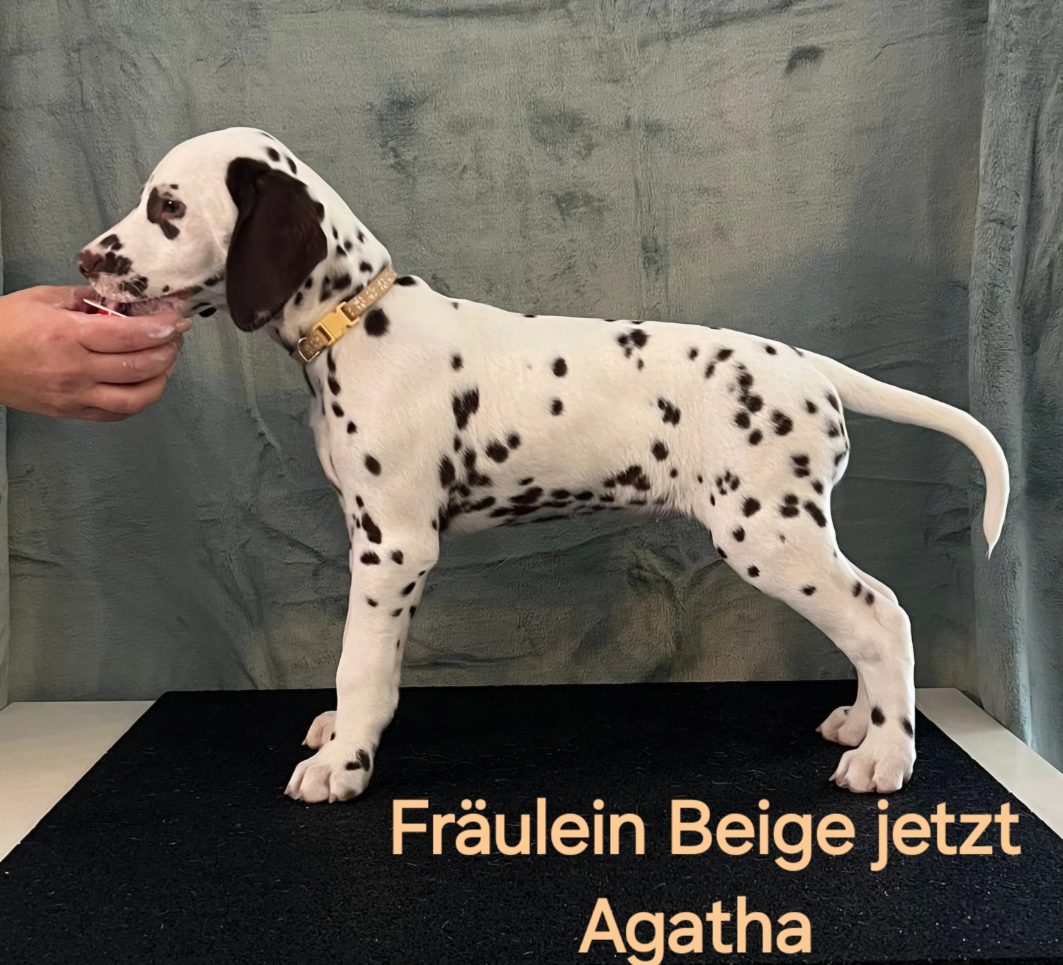 Dalmatiner - Zuchtstätte - Tierärztlicher Bericht über eine Ultraschalluntersuchung einer trächtigen Hündin namens Merle