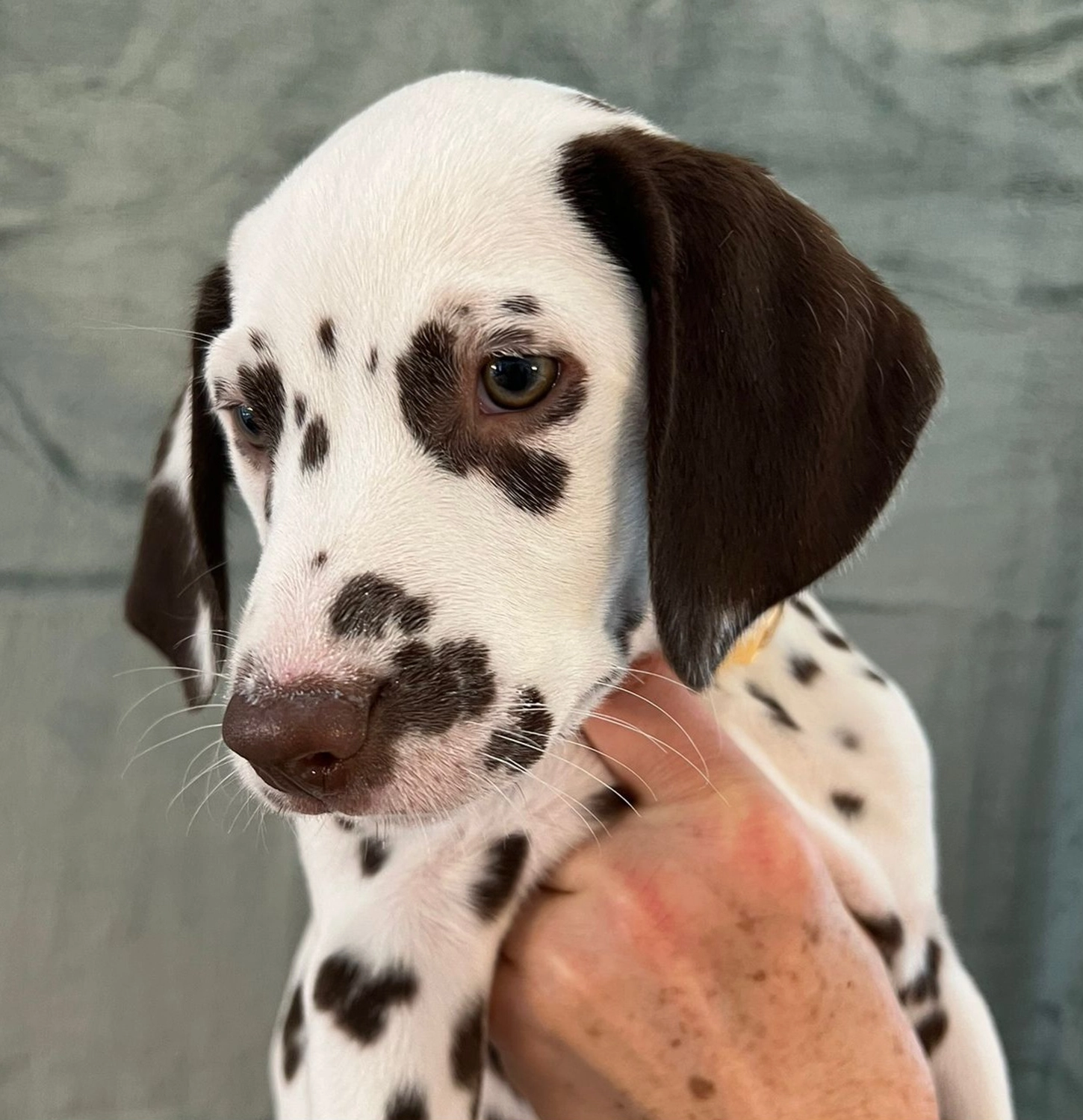 Dalmatiner - Zuchtstätte - Tierärztlicher Bericht über eine Ultraschalluntersuchung einer trächtigen Hündin namens Merle
