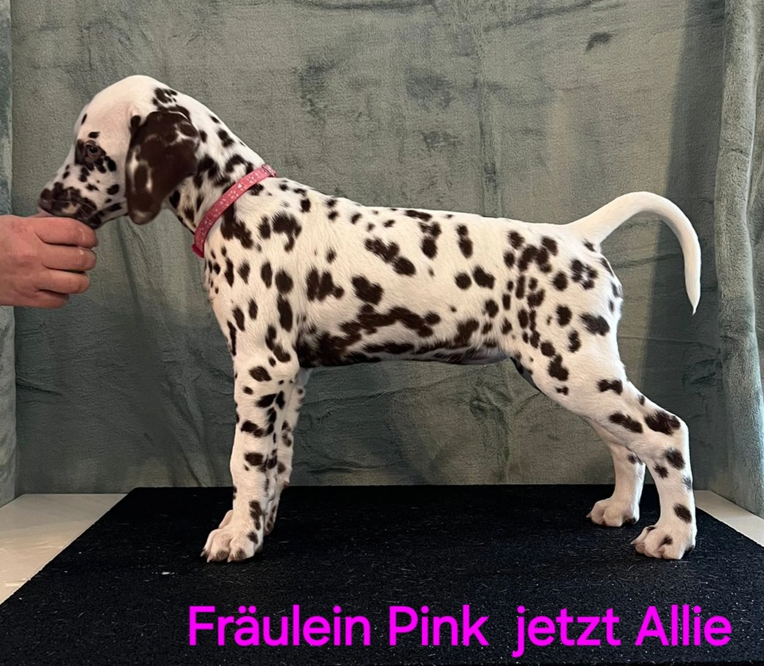 Dalmatiner - Zuchtstätte - Tierärztlicher Bericht über eine Ultraschalluntersuchung einer trächtigen Hündin namens Merle