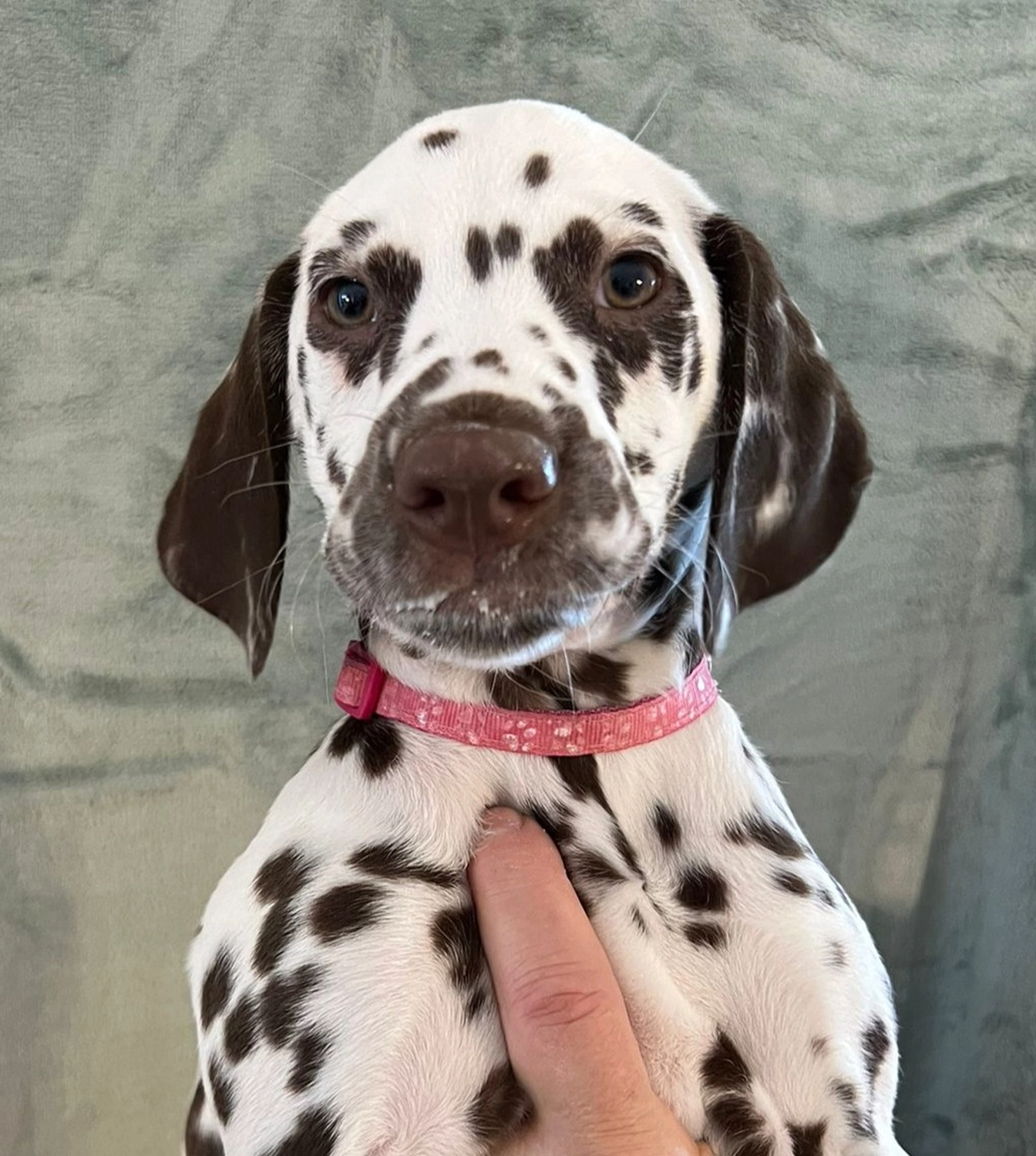 Dalmatiner - Zuchtstätte - Tierärztlicher Bericht über eine Ultraschalluntersuchung einer trächtigen Hündin namens Merle