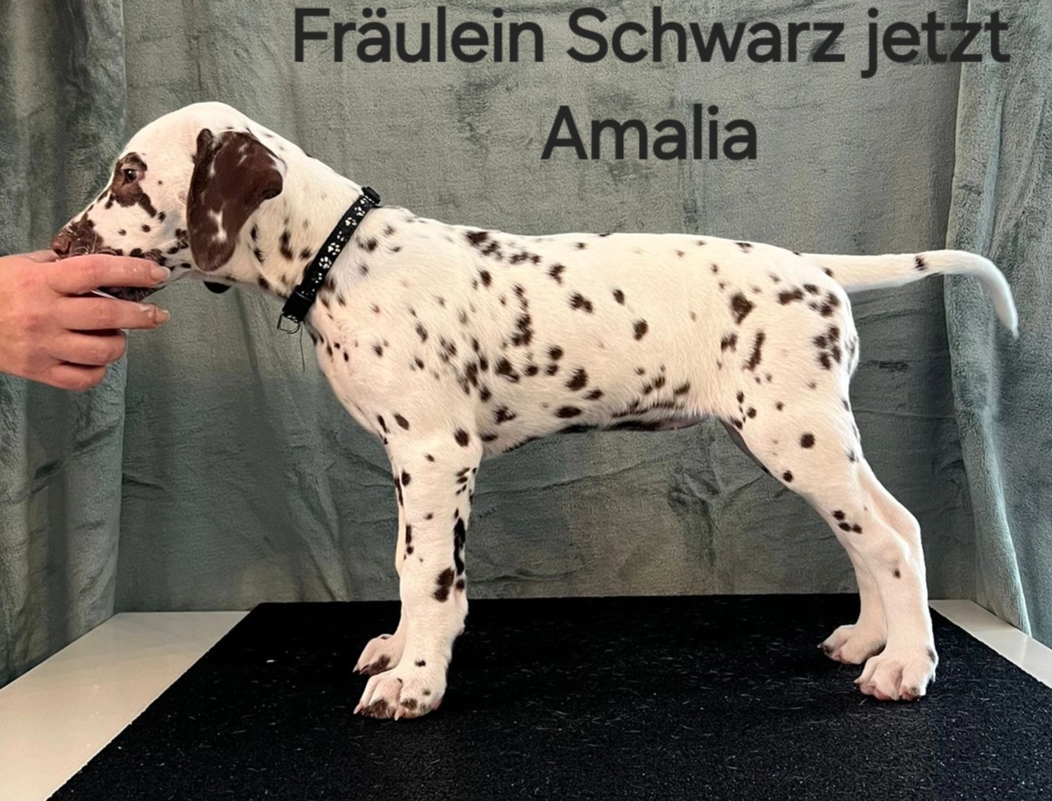 Dalmatiner - Zuchtstätte - Tierärztlicher Bericht über eine Ultraschalluntersuchung einer trächtigen Hündin namens Merle