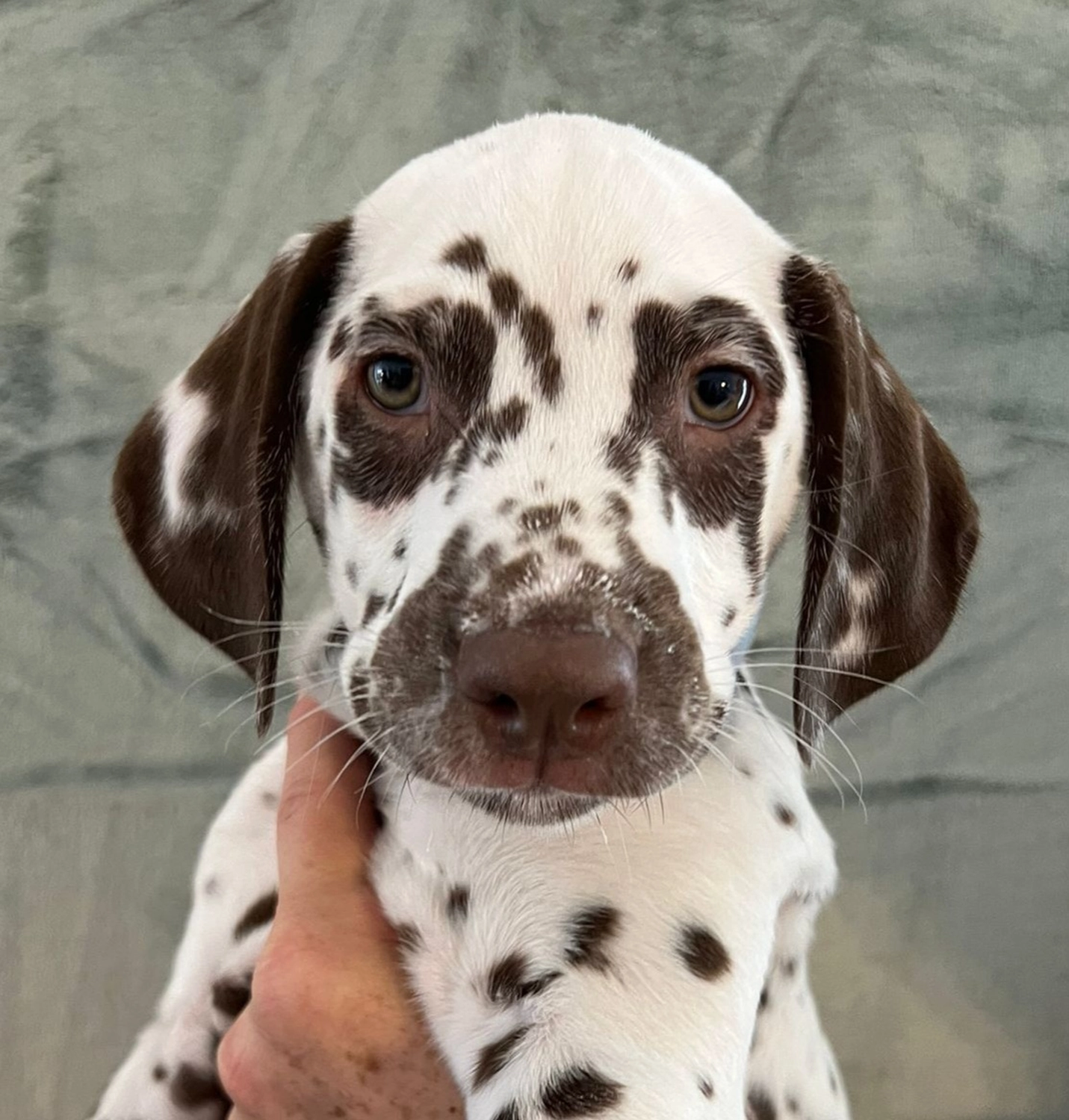 Dalmatiner - Zuchtstätte - Tierärztlicher Bericht über eine Ultraschalluntersuchung einer trächtigen Hündin namens Merle