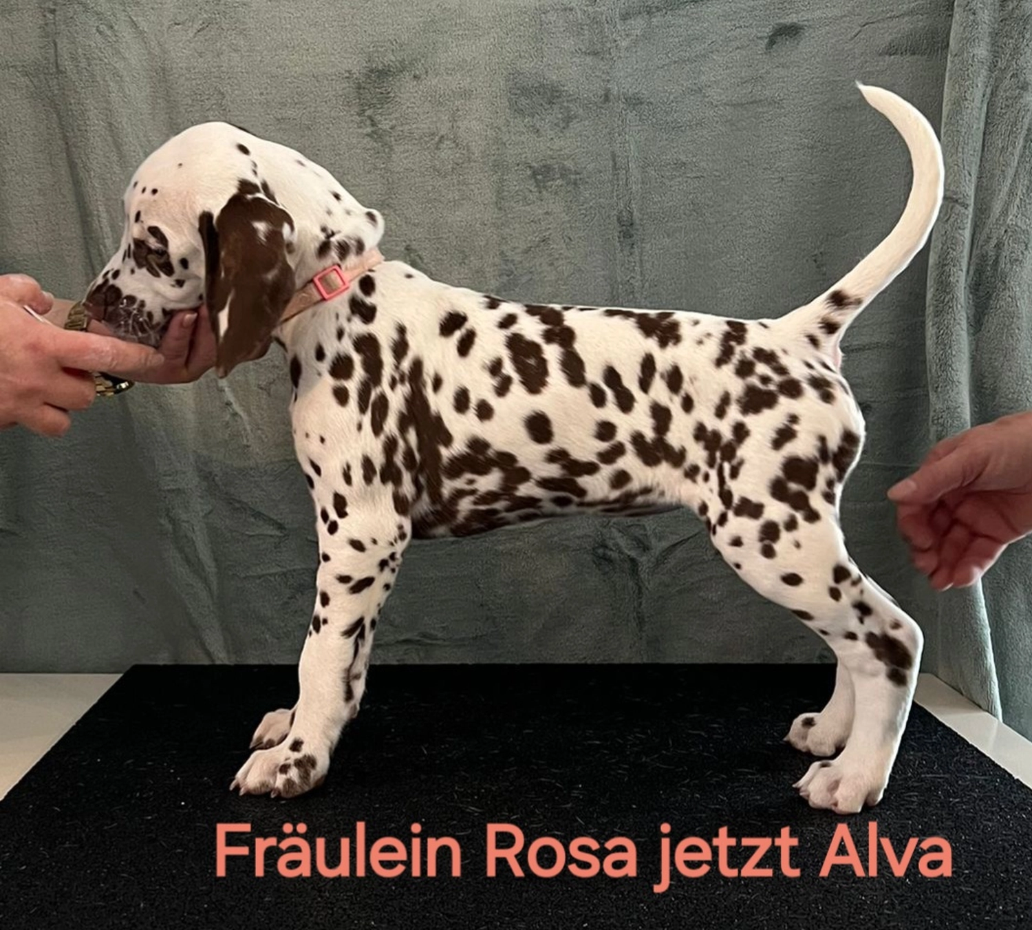 Dalmatiner - Zuchtstätte - Tierärztlicher Bericht über eine Ultraschalluntersuchung einer trächtigen Hündin namens Merle