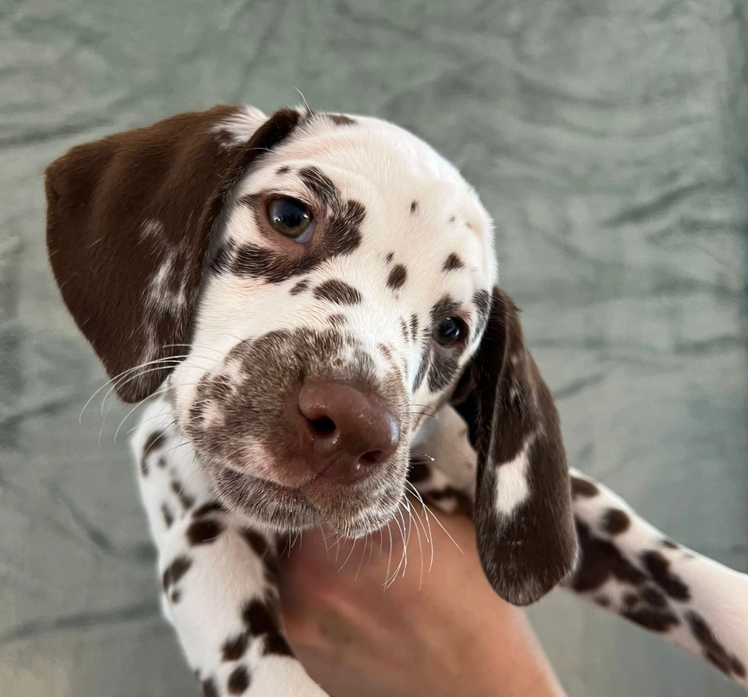 Dalmatiner - Zuchtstätte - Tierärztlicher Bericht über eine Ultraschalluntersuchung einer trächtigen Hündin namens Merle