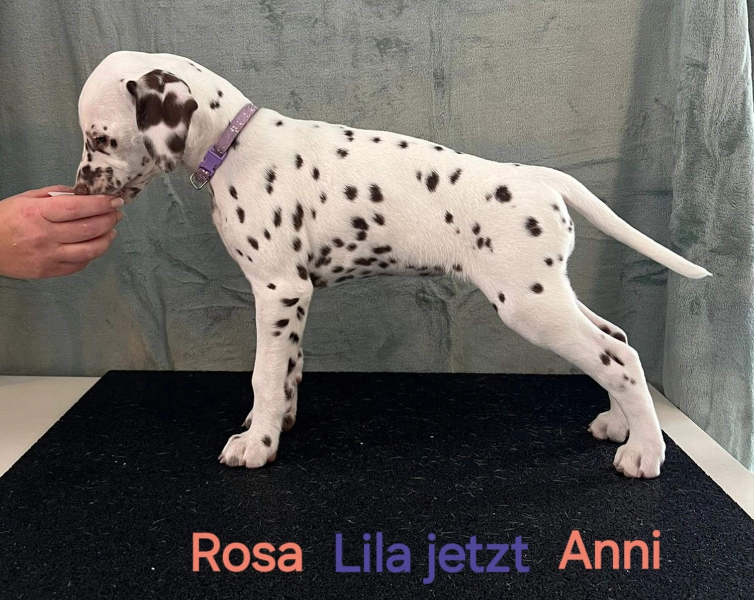 Dalmatiner - Zuchtstätte - Tierärztlicher Bericht über eine Ultraschalluntersuchung einer trächtigen Hündin namens Merle