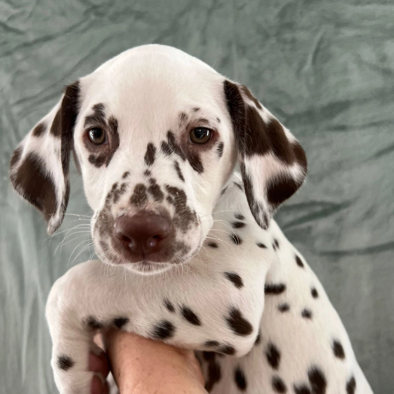 Dalmatiner - Zuchtstätte - Tierärztlicher Bericht über eine Ultraschalluntersuchung einer trächtigen Hündin namens Merle