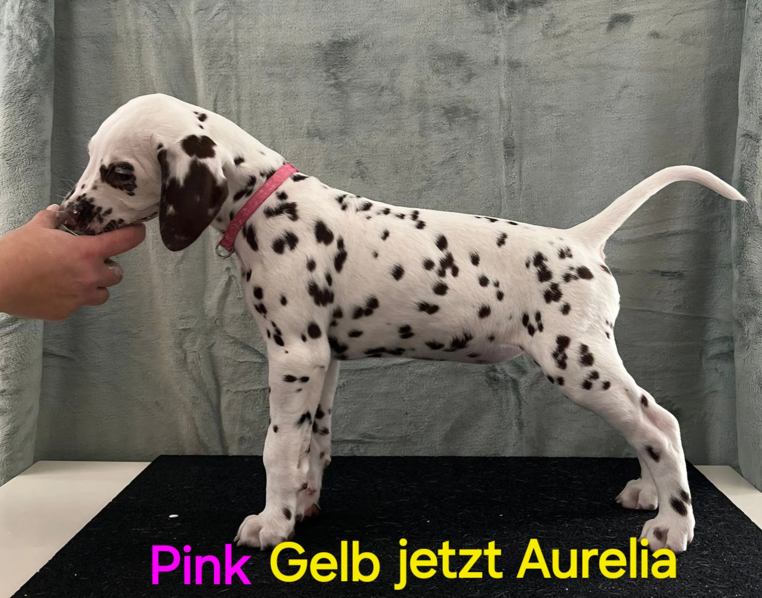 Dalmatiner - Zuchtstätte - Tierärztlicher Bericht über eine Ultraschalluntersuchung einer trächtigen Hündin namens Merle