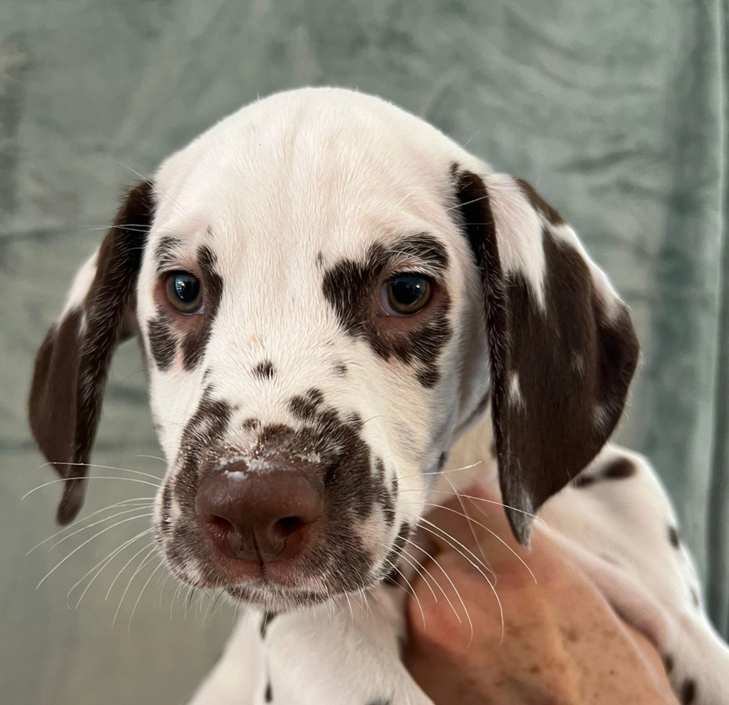 Dalmatiner - Zuchtstätte - Tierärztlicher Bericht über eine Ultraschalluntersuchung einer trächtigen Hündin namens Merle