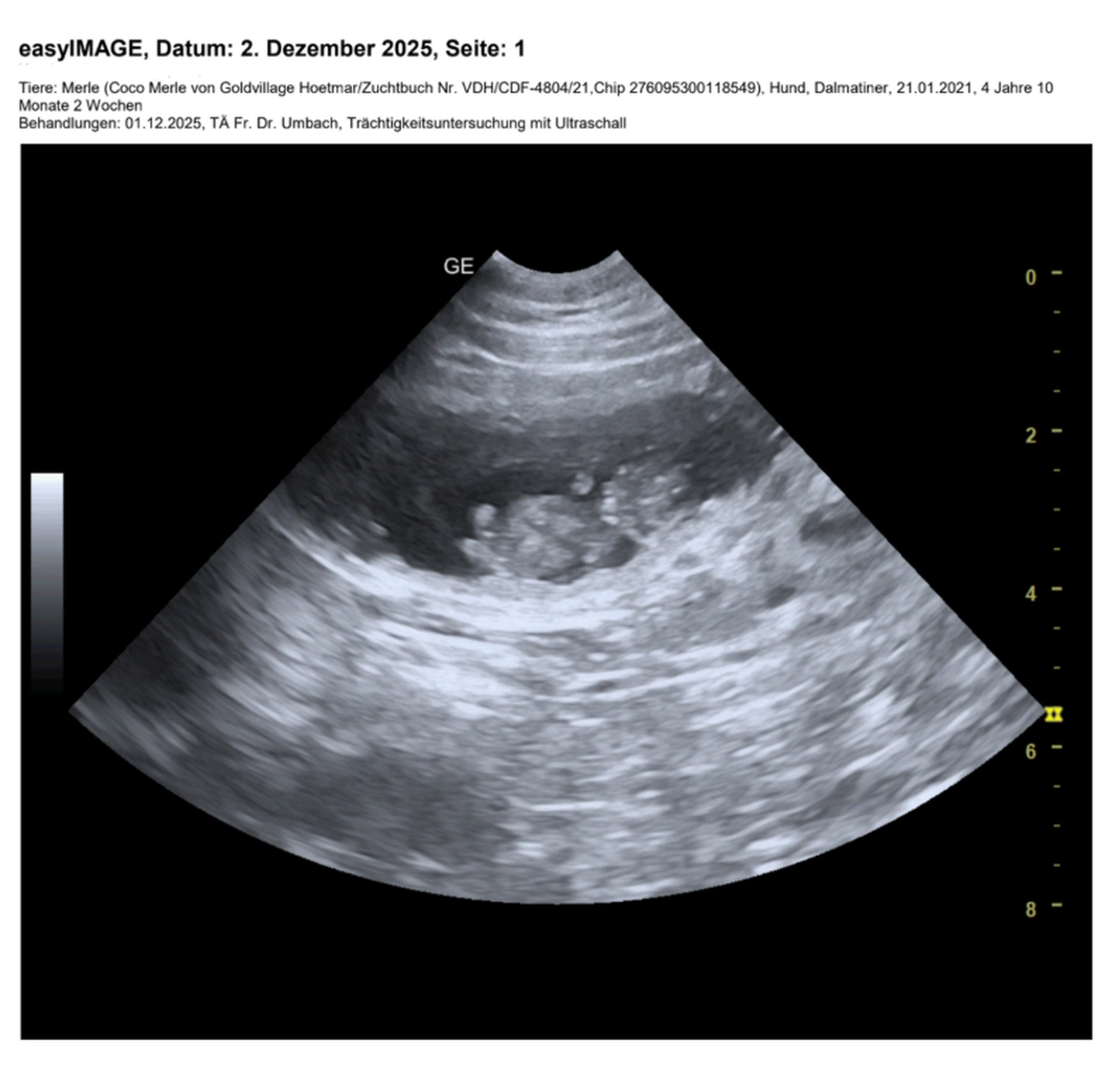 Dalmatiner - Zuchtstätte - Tierärztlicher Bericht über eine Ultraschalluntersuchung einer trächtigen Hündin namens Merle