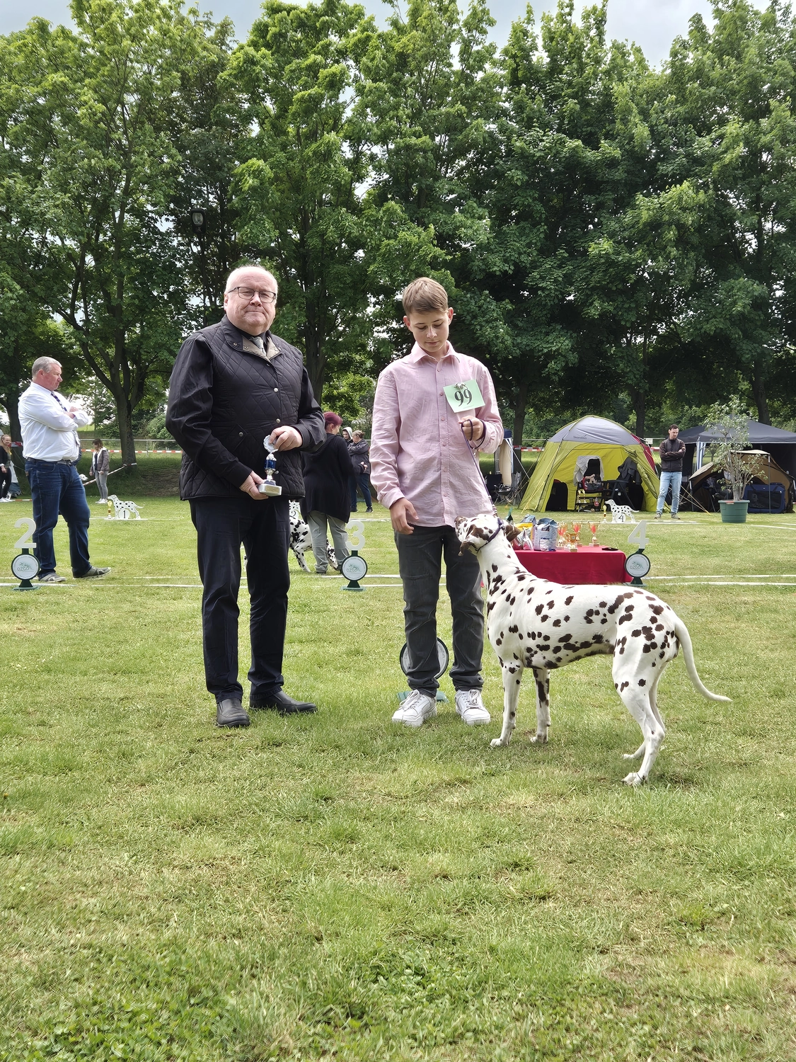 Dalmatinerzucht – Ausstellungshunde
