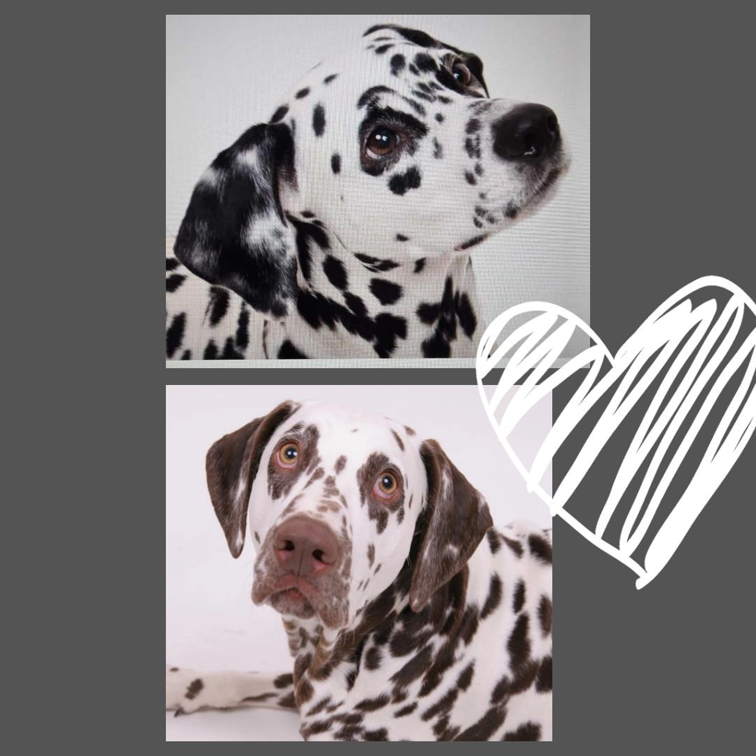 Dalmatinerzucht – Hunde