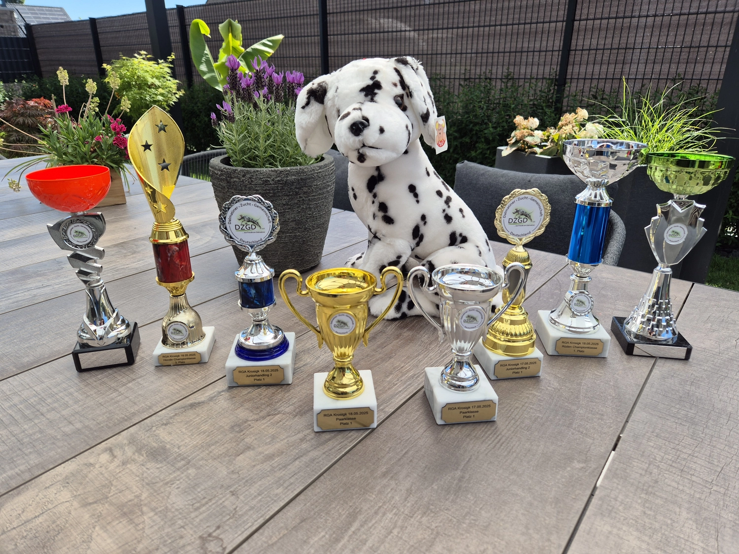 Dalmatinerzucht – Ausstellungshunde