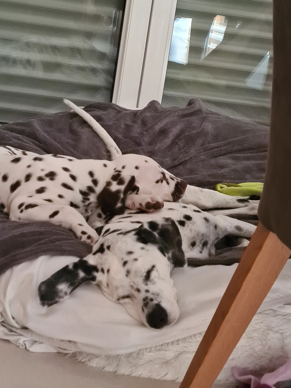 Dalmatinerzucht – Hunde