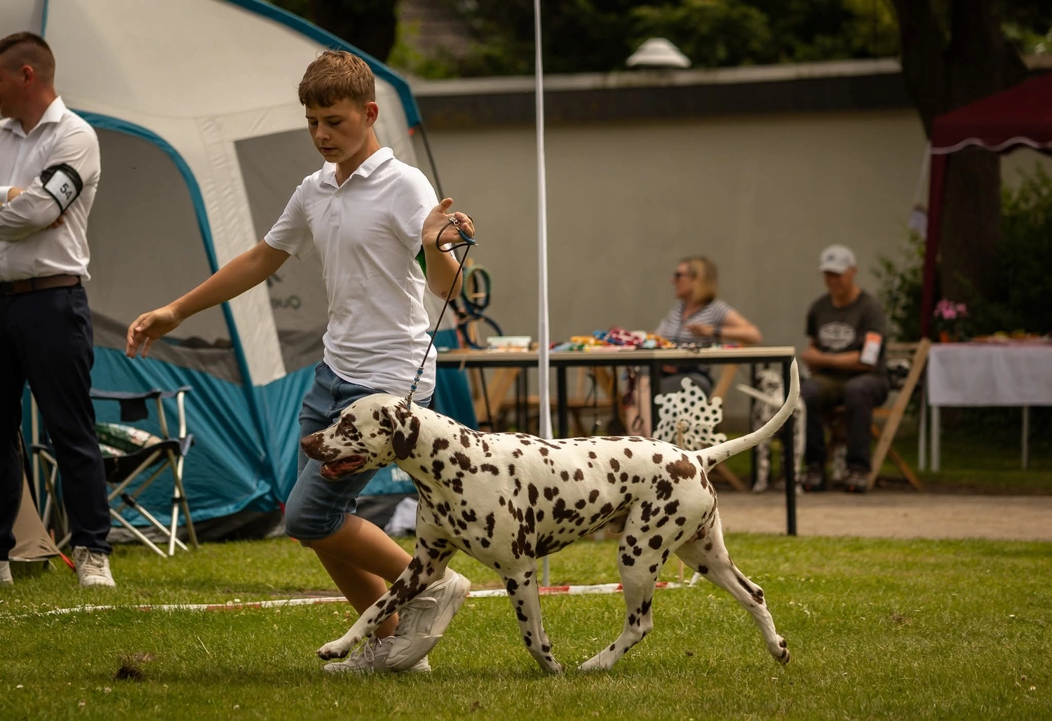 Dalmatinerzucht – Ausstellungshunde